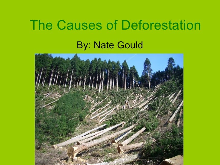 The Causes Of Deforestation
