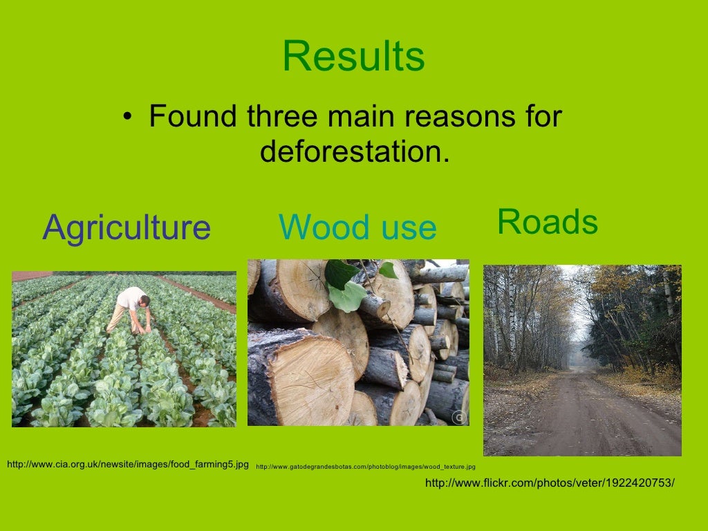 thesis statements for deforestation