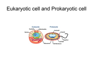 Eukaryotic cell and Prokaryotic cell 