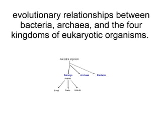 evolutionary relationships between bacteria, archaea, and the four kingdoms of eukaryotic organisms.  