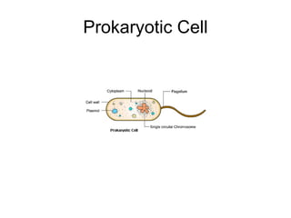 Prokaryotic Cell 