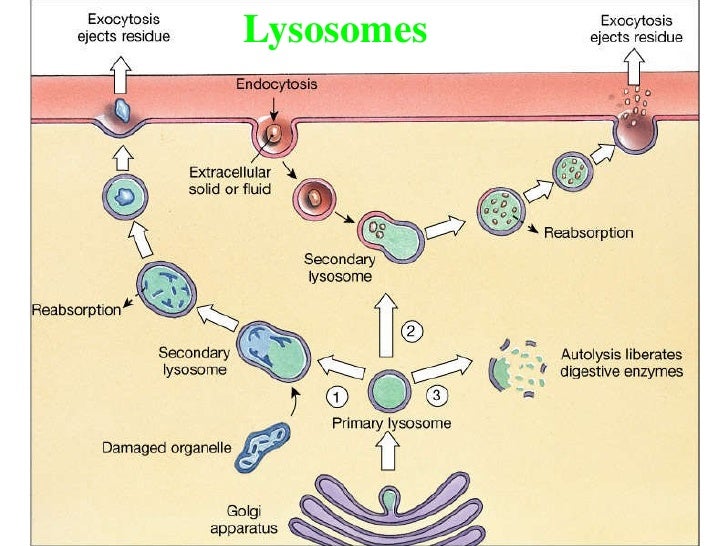The Cell