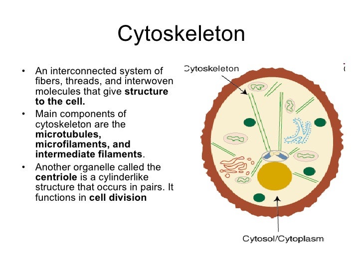 The cell