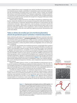 Biologia Molecular da Célula                   9


todas as células devem conter e manipular uma coleção semelhante de pequenas molécu-
las, incluindo açúcares simples, nucleotídeos e aminoácidos, assim como outras substâncias
que são universalmente necessárias para as suas sínteses. Todas as células, por exemplo,
necessitam do nucleotídeo fosforilado ATP (adenosine triphosphate, trifosfato de adenosi-
na) como bloco de construção para a síntese de DNA e de RNA; todas as células produzem e
consomem essa molécula como carreadora de energia livre e de grupos fosfato para mediar
muitas outras reações químicas.
      Embora todas as células funcionem como fábricas bioquímicas amplamente seme-
lhantes, muitos dos detalhes de suas transações de pequenas moléculas são diferentes,
e não é tão fácil para as moléculas informacionais apontarem as características que são
estritamente universais. Alguns organismos, como as plantas, necessitam somente de
nutrientes mais simples e aproveitam a energia do sol para fazerem quase todas as suas
pequenas moléculas orgânicas; outros organismos, como os animais, alimentam-se de
coisas vivas e obtêm muitas das suas moléculas orgânicas já prontas. Retomaremos esse
ponto mais adiante.

Todas as células são envoltas por uma membrana plasmática
através da qual devem passar nutrientes e materiais descartáveis
Existe, entretanto, pelo menos mais uma característica da célula que é universal: cada uma é
delimitada por uma membrana – a membrana plasmática. Esse compartimento atua como
uma barreira seletiva que possibilita que a célula concentre nutrientes adquiridos do seu
meio e retenha os produtos de síntese para uso próprio, enquanto excreta os resíduos. Sem a
membrana plasmática, a célula não poderia manter sua integridade como um sistema quí-
mico coordenado.
     As moléculas que formam essa membrana possuem a propriedade físico-química
simples de serem anfifílicas – isto é, consistem de uma parte hidrofóbica (insolúvel em
água) e outra hidrofílica (solúvel em água). Quando colocadas na água, essas moléculas
se agregam espontaneamente, arranjando as suas porções hidrofóbicas de tal maneira
que fiquem em contato umas com as outras para escondê-las da água, enquanto mantêm
a porção hidrofílica exposta ao meio aquoso. As moléculas anfifílicas que possuem uma
forma apropriada, como as moléculas de fosfolipídeos que compõem a maior parte da
membrana plasmática, agregam-se espontaneamente em presença de água, para formar
uma bicamada que cria pequenas vesículas fechadas (Figura 1-12). O fenômeno pode ser
demonstrado simplesmente misturando-se fosfolipídeos e água; sob condições apropria-
                                                                                                              Local de
das, ocorre a formação de pequenas vesículas, cujos componentes aquosos são isolados                      ligação proteica
do meio externo.                                                                                           mostrado pela           Segmentos de DNA
                                                                                                         micrograﬁa abaixo          não-codiﬁcadores
     Embora os detalhes químicos variem, as caudas hidrofóbicas predominantes nas mo-
léculas de membrana são formadas por polímeros de hidrocarbonetos (–CH2–CH2–CH2–), e                         LacI           LacZ       LacY   LacA
sua montagem espontânea em vesículas formadas por bicamadas é mais um exemplo de um
                                                                                                                                        2.000 pares
importante princípio geral: as células produzem moléculas cujas propriedades químicas as               (A)                            de nucleotídeos
tornam capazes de se automontar nas estruturas que são necessárias à célula.
     As bordas da célula não podem ser totalmente impermeáveis. Se uma célula tem
de crescer e se reproduzir, ela deve ser capaz de importar matéria-prima e exportar
resíduo através de sua membrana plasmática. Por essa razão, todas as células possuem
proteínas especializadas inseridas em sua membrana, que servem para transportar
moléculas específicas de um lado a outro (Figura 1-13). Algumas dessas proteínas
transportadoras de membrana, assim como algumas das proteínas que catalisam as
reações fundamentais de pequenas moléculas no interior da célula, foram muito bem
                                                                                                             (B)




                        Figura 1-11 Regulação gênica pela ligação proteica ao DNA regulador. (A)
                        Um diagrama de uma pequena porção do genoma da bactéria Escherichia
                        coli contendo os genes codificadores (chamados de LacI, LacZ, LacY e LacA)
                        para quatro proteínas diferentes. Os segmentos de DNA codificadores de
                        proteína (vermelho) têm segmentos regulador e outros segmentos de DNA
                        não-codificadores (amarelo) entre eles. (B) Uma micrografia eletrônica dessa
                        região do DNA, com uma molécula de proteína (codificada pelo gene LacI) li-            Proteína ligada       Segmento do
                        gada ao segmento regulador; esta proteína controla a velocidade de transcri-          a um segmento         DNA codiﬁcador
                        ção dos genes LacZ, LacY e LacA. (C) Um esquema das estruturas mostradas             regulador do DNA        para proteína
                        em (B). (B, cortesia de Jack Griffith.)                                              (C)
 