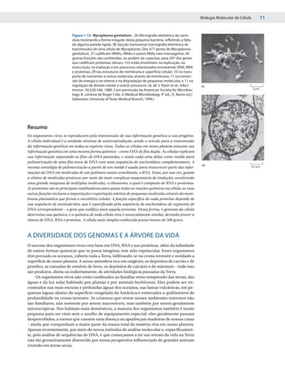 Biologia Molecular da Célula          11


                          Figura 1-14 Mycoplasma genitalium. (A) Micrografia eletrônica de varre-
                          dura mostrando a forma irregular desta pequena bactéria, refletindo a falta
                          de alguma parede rígida. (B) Secção transversal (micrografia eletrônica de
                          transmissão) de uma célula de Mycoplasma. Dos 477 genes de Mycoplasma
                          genitalium, 37 codificam tRNAs, rRNAs e outros RNAs não-mensageiros. Al-
                          gumas funções são conhecidas, ou podem ser supostas, para 297 dos genes
                          que codificam proteínas: desses, 153 estão envolvidos na replicação, na
                          transcrição, na tradução e em processos relacionados envolvendo DNA, RNA
                          e proteínas; 29 nas estruturas de membrana e superfície celular; 33 no trans-
                          porte de nutrientes e outras moléculas através da membrana; 71 na conver-
                          são de energia e na síntese e na degradação de pequenas moléculas; e 11 na
                          regulação da divisão celular e outros processos. (A, de S. Razin et al., Infect.    (A)
                          Immun. 30:538-546, 1980. Com permissão da American Society for Microbio-                                           5 ␮m

                          logy; B, cortesia de Roger Cole, in Medical Microbiology, 4a ed., [S. Baron ed.].
                          Galveston: Univesity of Texas Medical Branch, 1996.)




Resumo
Os organismos vivos se reproduzem pela transmissão de sua informação genética a sua progênie.
A célula individual é a unidade mínima de autorreprodução, sendo o veículo para a transmissão
da informação genética em todas as espécies vivas. Todas as células em nosso planeta estocam sua
informação genética em uma mesma forma química – como DNA de fita dupla. As células replicam
sua informação separando as fitas de DNA pareadas, e usam cada uma delas como molde para
polimerização de uma fita nova de DNA com uma sequência de nucleotídeos complementares. A
                                                                                                              (B)                            0,2 ␮m
mesma estratégia de polimerização a partir de um molde é usada para transcrever parte das infor-
mações do DNA em moléculas de um polímero muito semelhante, o RNA. Estas, por sua vez, guiam
a síntese de moléculas proteicas por meio da mais complexa maquinaria de tradução, envolvendo
uma grande máquina de múltiplas moléculas, o ribossomo, o qual é composto de RNA e proteínas.
As proteínas são as principais catalisadoras para quase todas as reações químicas na célula; as suas
outras funções incluem a importação e exportação seletiva de pequenas moléculas através da mem-
brana plasmática que forma o envoltório celular. A função específica de cada proteína depende de
sua sequência de aminoácidos, que é especificada pela sequência de nucleotídeos do segmento de
DNA correspondente – o gene que codifica para aquela proteína. Dessa forma, o genoma da célula
determina sua química, e a química de toda célula viva é essencialmente similar, devendo prover a
síntese de DNA, RNA e proteína. A célula mais simples conhecida possui menos de 500 genes.



A DIVERSIDADE DOS GENOMAS E A ÁRVORE DA VIDA
O sucesso dos organismos vivos com base em DNA, RNA e nas proteínas, além da infinidade
de outras formas químicas que se possa imaginar, tem sido espetacular. Esses organismos
têm povoado os oceanos, coberto toda a Terra, infiltrando-se na crosta terrestre e moldado a
superfície de nosso planeta. A nossa atmosfera rica em oxigênio, os depósitos de carvão e de
petróleo, as camadas de minério de ferro, os depósitos de calcário e de mármore – tudo isso
são produtos, direta ou indiretamente, de atividades biológicas passadas da Terra.
     Os organismos vivos não estão confinados ao familiar reino temperado das terras, das
águas e da luz solar habitado por plantas e por animais herbívoros. Eles podem ser en-
contrados nas mais escuras e profundas águas dos oceanos, nas lamas vulcânicas, em pe-
quenas lagoas abaixo da superfície congelada da Antártica e enterrados a quilômetros de
profundidade na crosta terrestre. As criaturas que vivem nesses ambientes extremos não
são familiares, não somente por serem inacessíveis, mas também por serem geralmente
microscópicas. Nos habitats mais domésticos, a maioria dos organismos também é muito
pequena para ser vista sem o auxílio de equipamento especial: eles geralmente passam
despercebidos, a menos que causem uma doença ou apodreçam madeiras de nossas casas
– ainda que componham a maior parte da massa total da matéria viva em nosso planeta.
Apenas recentemente, por meio de novos métodos de análise molecular e, especificamen-
te, pela análise de sequências de DNA, é que começamos a ter um retrato da vida na Terra
não tão grosseiramente distorcido por nossa perspectiva influenciada de grandes animais
vivendo em terras secas.
 