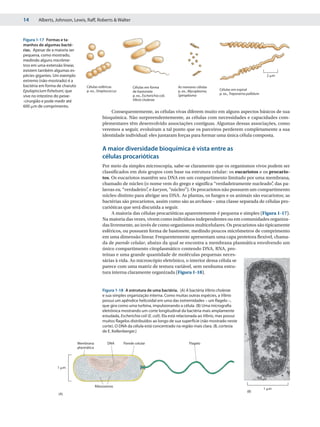14      Alberts, Johnson, Lewis, Raff, Roberts & Walter



Figura 1-17 Formas e ta-
manhos de algumas bacté-
rias. Apesar de a maioria ser
pequena, como mostrado,
medindo alguns micrôme-
tros em uma extensão linear,
existem também algumas es-
pécies gigantes. Um exemplo                                                                                                                         2 ␮m
extremo (não-mostrado) é a
bactéria em forma de charuto         Células esféricas            Células em forma            As menores células
Epulopiscium fishelsoni, que         p. ex., Streptococcus                                    p. ex., Mycoplasma,     Células em espiral
                                                                  de bastonete
                                                                                              Spiroplasma             p. ex., Treponema pallidum
vive no intestino do peixe-                                       p. ex., Escherichia coli,
-cirurgião e pode medir até                                       Vibrio cholerae
600 ␮m de comprimento.
                                                     Consequentemente, as células vivas diferem muito em alguns aspectos básicos de sua
                                                 bioquímica. Não surpreendentemente, as células com necessidades e capacidades com-
                                                 plementares têm desenvolvido associações contíguas. Algumas dessas associações, como
                                                 veremos a seguir, evoluíram a tal ponto que os parceiros perderem completamente a sua
                                                 identidade individual: eles juntaram forças para formar uma única célula composta.

                                                 A maior diversidade bioquímica é vista entre as
                                                 células procarióticas
                                                 Por meio da simples microscopia, sabe-se claramente que os organismos vivos podem ser
                                                 classificados em dois grupos com base na estrutura celular: os eucariotos e os procario-
                                                 tos. Os eucariotos mantêm seu DNA em um compartimento limitado por uma membrana,
                                                 chamado de núcleo (o nome vem do grego e significa “verdadeiramente nucleado” das pa-
                                                                                                                                    ,
                                                 lavras eu, “verdadeiro” e karyon, “núcleo”). Os procariotos não possuem um compartimento
                                                                        ,
                                                 núcleo distinto para abrigar seu DNA. As plantas, os fungos e os animais são eucariotos; as
                                                 bactérias são procariotos, assim como são as archaea – uma classe separada de células pro-
                                                 carióticas que será discutida a seguir.
                                                      A maioria das células procarióticas aparentemente é pequena e simples (Figura 1-17).
                                                 Na maioria das vezes, vivem como indivíduos independentes ou em comunidades organiza-
                                                 das livremente, ao invés de como organismos multicelulares. Os procariotos são tipicamente
                                                 esféricos, ou possuem forma de bastonete, medindo poucos micrômetros de comprimento
                                                 em uma dimensão linear. Frequentemente apresentam uma capa protetora flexível, chama-
                                                 da de parede celular, abaixo da qual se encontra a membrana plasmática envolvendo um
                                                 único compartimento citoplasmático contendo DNA, RNA, pro-
                                                 teínas e uma grande quantidade de moléculas pequenas neces-
                                                 sárias à vida. Ao microscópio eletrônico, o interior dessa célula se
                                                 parece com uma matriz de textura variável, sem nenhuma estru-
                                                 tura interna claramente organizada (Figura 1-18).


                                                 Figura 1-18 A estrutura de uma bactéria. (A) A bactéria Vibrio cholerae
                                                 e sua simples organização interna. Como muitas outras espécies, a Vibrio
                                                 possui um apêndice helicoidal em uma das extremidades – um flagelo –,
                                                 que gira como uma turbina, impulsionando a célula. (B) Uma micrografia
                                                 eletrônica mostrando um corte longitudinal da bactéria mais amplamente
                                                 estudada, Escherichia coli (E. coli). Ela está relacionada ao Vibrio, mas possui
                                                 muitos flagelos distribuídos ao longo de sua superfície (não mostrado neste
                                                 corte). O DNA da célula está concentrado na região mais clara. (B, cortesia
                                                 de E. Kellenberger.)

                                Membrana           DNA       Parede celular                          Flagelo
                                plasmática




                  1 ␮m




                                             Ribossomos
                                                                                                                                                   1 ␮m
                                                                                                                                        (B)
                   (A)
 