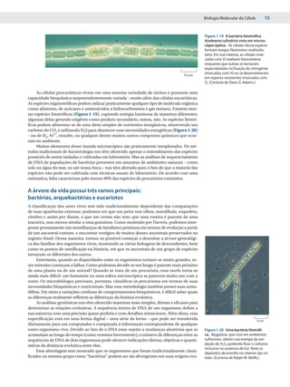 Biologia Molecular da Célula           15


                                                                                              Figura 1-19 A bactéria fototrófica
                                              H       S                                       Anabaena cylindrica vista em micros-
                                                                      V                       cópio óptico. As células dessa espécie
                                                                                              formam longos filamentos multicelu-
                                                                                              lares. Em sua maioria, as células (mar-
                                                                                              cadas com V) realizam fotossíntese,
                                                                                              enquanto que outras se tornaram
                                                                                              especializadas na fixação do nitrogênio
                                                                                   10 ␮m
                                                                                              (marcadas com H) ou se desenvolveram
                                                                                              em esporos resistentes (marcados com
                                                                                              S). (Cortesia de Dave G. Adams.)

     As células procarióticas vivem em uma enorme variedade de nichos e possuem uma
capacidade bioquímica surpreendentemente variada – muito além das células eucarióticas.
As espécies organotróficas podem utilizar praticamente qualquer tipo de molécula orgânica
como alimento, de açúcares e aminoácidos a hidrocarbonetos e gás metano. Existem mui-
tas espécies fototróficas (Figura 1-19), captando energia luminosa de maneiras diferentes;
algumas delas gerando oxigênio como produto secundário, outras, não. As espécies litotró-
ficas podem alimentar-se de uma dieta simples de nutrientes inorgânicos, absorvendo seu
carbono do CO2 e utilizando H2S para abastecer suas necessidades energéticas (Figura 1-20)
– ou de H2, Fe2+, enxofre, ou qualquer dentre muitos outros compostos químicos que ocor-
ram no ambiente.
     Muitos elementos desse mundo microscópico são praticamente inexplorados. Os mé-
todos tradicionais de bacteriologia nos têm oferecido apenas o entendimento das espécies
possíveis de serem isoladas e cultivadas em laboratório. Mas as análises de sequenciamento
de DNA de populações de bactérias presentes em amostras de ambientes naturais – como
solo ou água do mar, ou até nossa boca – nos têm alertado para o fato de que a maioria das
espécies não pode ser cultivada com técnicas usuais de laboratório. De acordo com uma
estimativa, falta caracterizar pelo menos 99% das espécies de procariotos existentes.

A árvore da vida possui três ramos principais:
bactérias, arquebactérias e eucariotos
A classificação dos seres vivos tem sido tradicionalmente dependente das comparações
de suas aparências externas: podemos ver que um peixe tem olhos, mandíbula, esqueleto,
cérebro e assim por diante, e que um verme não tem; que uma roseira é parente de uma
macieira, mas menos similar a uma gramínea. Como mostrado por Darwin, podemos inter-
pretar prontamente tais semelhanças de familiares próximos em termos de evolução a partir
de um ancestral comum, e encontrar vestígios de muitos desses ancestrais preservados no
registro fóssil. Dessa maneira, tornou-se possível começar a desenhar a árvore genealógi-
ca das famílias dos organismos vivos, mostrando as várias linhagens de descendentes, bem
como os pontos de ramificação na história, em que os ancestrais de um grupo de espécies
tornaram-se diferentes dos outros.
     Entretanto, quando as disparidades entre os organismos tornam-se muito grandes, es-
ses métodos começam a falhar. Como podemos decidir se um fungo é parente mais próximo
de uma planta ou de um animal? Quando se trata de um procarioto, essa tarefa torna-se
ainda mais difícil: um bastonete ou uma esfera microscópica se parecem muito um com o
outro. Os microbiólogos precisam, portanto, classificar os procariotos em termos de suas
necessidades bioquímicas e nutricionais. Mas essa metodologia também possui suas arma-
dilhas. Em meio a variações confusas de comportamentos bioquímicos, é difícil saber quais
as diferenças realmente refletem as diferenças da história evolutiva.
     As análises genômicas nos têm oferecido maneiras mais simples, diretas e eficazes para
determinar as relações evolutivas. A sequência inteira de DNA de um organismo define a
sua natureza com uma precisão quase perfeita e com detalhes minuciosos. Além disso, essa
especificação está em uma forma digital – uma série de letras – que pode ser transferida                                      6 ␮m
diretamente para um computador e comparada à informação correspondente de qualquer
outro organismo vivo. Devido ao fato de o DNA estar sujeito a mudanças aleatórias que se      Figura 1-20 Uma bactéria litotrófi-
acumulam ao longo do tempo (como veremos brevemente), o número de diferenças entre as         ca. Beggiatoa, que vive em ambientes
sequências de DNA de dois organismos pode oferecer indicações diretas, objetivas e quanti-    sulfurosos, obtém sua energia da oxi-
tativas da distância evolutiva entre eles.                                                    dação do H2S, podendo fixar o carbono
                                                                                              inclusive na ausência de luz. Note os
     Essa abordagem tem mostrado que os organismos que foram tradicionalmente classi-         depósitos de enxofre no interior das cé-
ficados no mesmo grupo como “bactérias” podem ser tão divergentes em suas origens evo-        lulas. (Cortesia de Ralph W. Wolfe.)
 