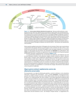 16   Alberts, Johnson, Lewis, Raff, Roberts & Walter




                                                                  BAC TÉRIAS
                                                    AR QUE
                                                                                                                    EUC
                                                                                                      Humanos                AR
                                                             Sulfolobus                                                           IO
                                                                             Haloferax
                                                                                                  Milho                             TO
                      AS
                                                                                                                 Levedura
                                                 Aeropyrum                                                                             S
                 RI        Cianobactérias                                                                         Paramecium
            É


                                                                           Methanothermobacter
          CT




                       Bacillus
                                                                            Methanococcus
        BA




                                                                                                                   Dictyostelium

            E. coli                                                                                                     Euglena

                                                                                                                        Trypanosoma
                                                       Célula                                                 Giardia
               Thermotoga
                                                      ancestral       1 mudança/10 nucleotídeos           Trichomonas
                             Aquifex                   comun


                                            Figura 1-21 As três maiores divisões (domínios) do mundo vivo. Note que tradicionalmente o nome
                                            bactérias tem sido usado como referência para os procariotos em geral, porém mais recentemente foi re-
                                            definido para referir-se às eubactérias especificamente. A árvore genealógica mostrada aqui está baseada
                                            nas comparações da sequência nucleotídica de uma das subunidades do rRNA nas diferentes espécies, e
                                            a distância no diagrama representa uma estimativa do número de mudanças evolutivas que têm ocorrido
                                            nessa molécula em cada linhagem (ver Figura 1-22). As partes cobertas pela nuvem cinza representam as
                                            dúvidas em relação a alguns detalhes do verdadeiro padrão de divergência das espécies ao longo da evo-
                                            lução: as comparações de sequências nucleotídicas ou de aminoácidos de outras moléculas que não o
                                            rRNA, além de outros argumentos, resultaram em árvores genealógicas diferentes. No entanto, existe um
                                            consenso geral quanto à divergência antiga dos três domínios básicos – das bactérias, das arquebactérias
                                            e dos eucariotos.

                                            lutivas quanto qualquer procarioto é divergente de um eucarioto. Parece que os procariotos
                                            compreendem dois grupos distintos que divergiram cedo na história da vida na Terra, antes
                                            mesmo dos ancestrais dos eucariotos divergirem como um grupo separado, ou ao mesmo
                                            tempo. Os dois grupos de procariotos são chamados de bactérias (ou eubactérias) e ar-
                                            chaea (arquebactérias). Portanto, os organismos vivos são divididos em três grandes grupos
                                            ou domínios: bactérias, arquebactérias e eucariotos (Figura 1-21).
                                                 As arquebactérias geralmente são encontradas em ambientes não habituais que nós
                                            os seres humanos evitamos, como pântanos, esgotos, fundos oceânicos, salinas e quentes
                                            fontes ácidas. Contudo, estão amplamente distribuídas em ambientes menos extremos e
                                            mais familiares, desde solos e lagos até o estômago de bovinos. Na aparência externa não
                                            são facilmente distinguidas das bactérias. Do ponto de vista molecular, as arquebactérias,
                                            aparentemente, se assemelham mais aos eucariotos em relação à maquinaria de manipula-
                                            ção da informação genética (replicação, transcrição e tradução), mas se assemelham mais às
                                            bactérias em relação ao metabolismo e à conversão de energia. Discutiremos mais adiante
                                            como isso pode ser explicado.

                                            Alguns genes evoluem rapidamente; outros são
                                            altamente conservados
                                            Na manutenção e na cópia da informação genética, ocorrem acidentes e erros aleatórios
                                            alterando a sequência de nucleotídeos – isto é, criando mutações. Consequentemente,
                                            quando uma célula se divide, suas duas células-filhas muitas vezes não são idênticas umas
                                            às outras, ou à célula parental. Em raras ocasiões, o erro pode representar mudanças para
                                            melhor; mais provavelmente, isso não causará uma diferença significativa na perspectiva da
                                            célula; em muitos casos, o erro pode acarretar um sério dano – por exemplo, pela interrup-
                                            ção da sequência codificante para uma proteína essencial. As mudanças que ocorrem devi-
                                            do a erros do primeiro tipo tendem a ser perpetuadas, pois a célula alterada tem uma maior
                                            probabilidade de se autorreproduzir. As mudanças ocorridas devido a erros do segundo tipo
                                            – mudanças seletivamente neutras – podem ser perpetuadas ou não: em uma competição
                                            por recursos limitados, será uma questão de chance o sucesso da célula alterada ou de seus
                                            parentes. Porém, as mudanças que causam sérios danos levam a lugar nenhum: as células
                                            que sofrem tais mudanças morrem, não deixando progênie. Por meio de intermináveis repe-
                                            tições desse ciclo de tentativas e erros – de mutação e seleção natural – os organismos evo-
 