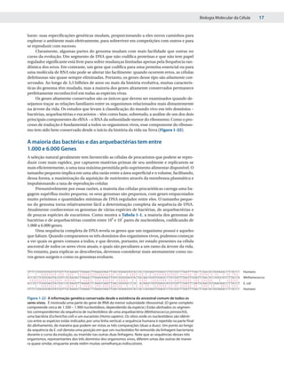 Biologia Molecular da Célula      17


luem: suas especificações genéticas mudam, proporcionando a eles novos caminhos para
explorar o ambiente mais efetivamente, para sobreviver em competições com outros e para
se reproduzir com sucesso.
     Claramente, algumas partes do genoma mudam com mais facilidade que outras no
curso da evolução. Um segmento de DNA que não codifica proteínas e que não tem papel
regulador significante está livre para sofrer mudanças limitadas apenas pela frequência ran-
dômica dos erros. Em contraste, um gene que codifica para uma proteína essencial ou para
uma molécula de RNA não pode se alterar tão facilmente: quando ocorrem erros, as células
defeituosas são quase sempre eliminadas. Portanto, os genes desse tipo são altamente con-
servados. Ao longo de 3,5 bilhões de anos ou mais da história evolutiva, muitas caracterís-
ticas do genoma têm mudado, mas a maioria dos genes altamente conservados permanece
perfeitamente reconhecível em todas as espécies vivas.
     Os genes altamente conservados são os únicos que devem ser examinados quando de-
sejamos traçar as relações familiares entre os organismos relacionados mais distantemente
na árvore da vida. Os estudos que levam à classificação do mundo vivo em três domínios –
bactérias, arquebactérias e eucariotos – têm como base, sobretudo, a análise de um dos dois
principais componentes do rRNA – o RNA da subunidade menor do ribossomo. Como o pro-
cesso de tradução é fundamental a todos os organismos vivos, esse componente do ribosso-
mo tem sido bem conservado desde o início da história da vida na Terra (Figura 1-22).

A maioria das bactérias e das arquebactérias tem entre
1.000 e 6.000 Genes
A seleção natural geralmente tem favorecido as células de procariotos que podem se repro-
duzir com mais rapidez, por captarem matérias-primas de seu ambiente e replicarem-se
mais eficientemente, a uma taxa máxima permitida pelo suprimento alimentar disponível. O
tamanho pequeno implica em uma alta razão entre a área superficial e o volume, facilitando,
dessa forma, a maximização da aquisição de nutrientes através da membrana plasmática e
impulsionando a taxa de reprodução celular.
     Presumivelmente por essas razões, a maioria das células procarióticas carrega uma ba-
gagem supérflua muito pequena; os seus genomas são pequenos, com genes empacotados
muito próximos e quantidades mínimas de DNA regulador entre eles. O tamanho peque-
no do genoma torna relativamente fácil a determinação completa da sequência de DNA.
Atualmente conhecemos os genomas de várias espécies de bactérias, de arquebactérias e
de poucas espécies de eucariotos. Como mostra a Tabela 1-1, a maioria dos genomas de
bactérias e de arquebactérias contém entre 106 e 107 pares de nucleotídeos, codificando de
1.000 a 6.000 genes.
     Uma sequência completa de DNA revela os genes que um organismo possui e aqueles
que faltam. Quando comparamos os três domínios dos organismos vivos, podemos começar
a ver quais os genes comuns a todos, e que devem, portanto, ter estado presentes na célula
ancestral de todos os seres vivos atuais, e quais são peculiares a um ramo da árvore da vida.
No entanto, para explicar as descobertas, devemos considerar mais atentamente como no-
vos genes surgem e como os genomas evoluem.


GTTCCGGGGGGAGTATGGTTGCAAAGCTGAAACTTAAAGGAATTGACGGAAGGGCACCACCAGGAGTGGAGCCTGCGGCTTAATTTGACTCAACACGGGAAACCTCACCC                       Humano
GCCGCCTGGGGAGTACGGTCGCAAGACTGAAACTTAAAGGAATTGGCGGGGGAGCACTACAACGGGTGGAGCCTGCGGTTTAATTGGATTCAACGCCGGGCATCTTACCA                       Methanococcus
ACCGCCTGGGGAGTACGGCCGCAAGGTTAAAACTCAAATGAATTGACGGGGGCCCGC.ACAAGCGGTGGAGCATGTGGTTTAATTCGATGCAACGCGAAGAACCTTACCT                       E. coli
GTTCCGGGGGGAGTATGGTTGCAAAGCTGAAACTTAAAGGAATTGACGGAAGGGCACCACCAGGAGTGGAGCCTGCGGCTTAATTTGACTCAACACGGGAAACCTCACCC                       Humano

Figura 1-22 A informação genética conservada desde a existência do ancestral comum de todos os
seres vivos. É mostrada uma parte do gene de RNA da menor subunidade ribossomal. (O gene completo
compreende cerca de 1.500 – 1.900 nucleotídeos, dependendo da espécie.) Estão alinhados os segmen-
tos correspondentes da sequência de nucleotídeos de uma arquebactéria (Methanococcus jannaschii),
uma bactéria (Escherichia coli) e um eucarioto (Homo sapiens). Os sítios onde os nucleotídeos são idênti-
cos entre as espécies estão indicados por uma linha vertical; a sequência humana é repetida na parte final
do alinhamento, de maneira que podem ser vistas as três comparações (duas a duas). Um ponto ao longo
da sequência da E. coli denota uma posição em que um nucleotídeo foi removido da linhagem bacteriana
durante o curso da evolução, ou inserido nas outras duas linhagens. Note que as sequências desses três
organismos, representantes dos três domínios dos organismos vivos, diferem umas das outras de manei-
ra quase similar, enquanto ainda retêm muitas semelhanças indiscutíveis.
 