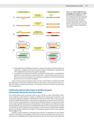 Biologia Molecular da Célula        19


                GENOMA ORIGINAL                                 INOVAÇÃO GENÉTICA             Figura 1-23 Quatro modos de inova-
                                                                                              ção genética e seus efeitos na sequên-
                                            MUTAÇÃO               Mutação                     cia de DNA de um organismo. Uma
                                          INTRAGÊNICA                                         forma especial de transferência horizon-
       1                                                                                      tal ocorre quando dois tipos diferentes
                        Gene
                                                                                              de células iniciam uma associação
                                                                                              simbiótica permanente. Os genes de
                                          DUPLICAÇÃO
                                                                                              uma das células podem então ser trans-
                                            GÊNICA                                            feridos ao genoma da outra, como vere-
       2                                                                +                     mos a seguir ao discutir mitocôndrias e
                                                                                              cloroplastos.


               Gene A                    SEGMENTO DE
                                       DNA EMBARALHADO
       3                 +                                              +

               Gene B


               Organismo A




                                         TRANSFERÊNCIA
                                          HORIZONTAL
       4                +


                 Organismo B
                                                                  Organismo B com
                                                                    o gene novo




     3. Embaralhamento (shuffling) de segmentos: dois ou mais genes existentes podem ser
        quebrados e religados para formar um gene híbrido constituído por segmentos de
        DNA originalmente pertencentes a genes separados.
     4. Transferência horizontal (intercelular): uma porção de DNA pode ser transferida do
        genoma de uma célula para o genoma de outra – inclusive para uma de outra es-
        pécie. Esse processo contrasta com a habitual transferência vertical da informação
        genética que ocorre dos pais à progênie.
     Cada um desses tipos de mudanças deixa um traço característico na sequência de DNA
dos organismos, fornecendo evidências claras de que todos os quatro processos têm ocor-
rido. Nos últimos capítulos discutiremos os mecanismos básicos, mas neste nos focaremos
nas consequências.

Duplicações gênicas dão origem às famílias de genes
relacionados dentro de uma única célula
Uma célula duplica todo seu genoma cada vez que se divide em duas células-filhas. Entre-
tanto, acidentes ocasionalmente resultam na duplicação de apenas parte do genoma, com
retenção de segmentos originais e duplicados em uma única célula. Uma vez que um gene
tenha sido duplicado dessa forma, uma das duas cópias gênicas estará livre para sofrer mu-
tações e tornar-se especializada em realizar funções diferentes dentro de uma mesma célula.
As sucessões repetidas desse processo de duplicação e de divergência, por milhares de anos,
têm possibilitado que um gene forme famílias gênicas dentro de um único genoma. A análi-
se da sequência do DNA de genomas procarióticos revelou muitos exemplos dessas famílias
gênicas: em Bacillus subtilis, por exemplo, 47% dos genes possuem uma ou mais conexões
óbvias (Figura 1-24).
     Quando os genes duplicam e divergem dessa maneira, os indivíduos de uma espécie
tornam-se fornecedores de múltiplas variantes de um gene primordial. Esse processo evo-
lutivo deve ser distinguido das divergências genéticas que ocorrem quando uma espécie de
 