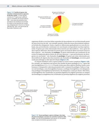 20       Alberts, Johnson, Lewis, Raff, Roberts & Walter



Figura 1-24 Famílias de genes rela-                                                          283 genes em famílias com
cionados evolutivamente no genoma                                                             38-77 genes associados
de Bacillus subtilis. A maior família
consiste em 77 genes que codificam                            764 genes em famílias com
para as variedades de transportadores                             4-19 genes associados
ABC – uma classe de proteínas trans-
portadoras de membrana encontrada
em todos os três domínios do mundo                                                                                            2.126 genes em famílias
vivo. (Adaptado de F. Kunst et al., Nature                                                                                    sem genes associados
                                                                   273 genes em famílias
390:249-256, 1997. Com permissão de                              com 3 genes associados
Macmillan Publishers Ltd.)



                                                                                     568 genes em famílias
                                                                                    com 2 genes associados




                                                   organismo divide-se em duas linhas separadas de descendentes em um determinado ponto
                                                   do ramo da árvore da vida – por exemplo, quando a linha dos nossos descendentes separou-
                                                   se da linha dos chimpanzés. Assim, os genes se diferenciam gradualmente no curso da evo-
                                                   lução, mas, provavelmente, continuam a ter uma função correspondente nas duas espécies-
                                                   irmãs. Os genes que estão relacionados dessa maneira por descendência – isto é, genes de
                                                   duas espécies diferentes, derivados do mesmo gene ancestral do último ancestral comum às
                                                   duas espécies – são chamados de ortólogos. Os genes relacionados que resultaram de um
                                                   evento de duplicação gênica dentro de um único genoma – e que provavelmente são diver-
                                                   gentes em sua função – são chamados de parálogos. Os genes que estão relacionados por
                                                   descendência de alguma das duas maneiras são chamados de homólogos, um termo geral
                                                   usado para abranger os dois tipos de relação (Figura 1-25).
                                                        As relações familiares entre os genes podem se tornar muito complexas (Figura 1-26).
                                                   Por exemplo, um organismo que possui uma família de genes parálogos (p. ex., o gene das
                                                   sete hemoglobinas ␣, ␤, ␥, ␦, ␧, ␨ e ␪) pode evoluir para duas espécies distintas (assim como
                                                   humanos e chimpanzés), cada uma possuindo todo o conjunto de parálogos. Todos os 14 ge-
                                                   nes são homólogos, com a hemoglobina humana ␣ ortóloga à hemoglobina ␣ do chimpanzé,
                                                   mas paráloga às hemoglobinas ␤ do homem e do chimpanzé, e assim por diante. Além disso,
                                                   as hemoglobinas dos vertebrados (as proteínas ligadoras de oxigênio presentes no sangue)
                                                   são homólogas às mioglobinas dos vertebrados (as proteínas ligadoras de oxigênio presentes



                  Organismo ancestral                                    Organismo ancestral                                 Primeiro organismo ancestral


                              Gene G                                                   Gene G                                            Gene G



                                                                                                                                             DUPLICAÇÃO GÊNICA
                                  ESPECIAÇÃO DANDO ORIGEM                                   DUPLICAÇÃO GÊNICA                                E DIVERGÊNCIA
                                  A DUAS ESPÉCIES DISTINTAS                                 E DIVERGÊNCIA
                                                                                                                                         Gene G1
                  Espécie A            Espécie B                              Último organismo ancestral
                                                                                       Gene G1                                           Gene G2
                   Gene GA              Gene GB
                                                                                                                                             ESPECIAÇÃO
                                                                                       Gene G2

                  os genes GA e GB são ortólogos                              Os genes G1 e G2 são parálogos                 Espécie A             Espécie B
            (A)                                                         (B)
                                                                                                                             Gene G1A              Gene G1B


                                                                                                                             Gene G2A              Gene G2B


                                                                                                                            Todos os genes G são homólogos
                                                   Figura 1-25 Genes parálogos e genes ortólogos: dois tipos
                                                                                                                   O gene G1A é um parálogo dos genes G2A e G2B,
                                                   de genes homólogos com base em caminhos evolutivos dife-                mas um ortólogo do gene G1B
                                                   rentes. (A) e (B) As possibilidades mais básicas. (C) Um padrão
                                                   mais complexo de eventos que pode ocorrer.                          (C)
 