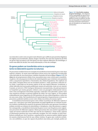 Biologia Molecular da Célula       21


                                                                       Globina de Drosophila        Figura 1-26 Uma família complexa
                                                                         Mioglobina de tubarão      de genes homólogos. Este diagrama
                                                                       Mioglobina humana
                                                                                                    mostra a genealogia dos genes da he-
  Globina                                                                                           moglobina (Hb), da mioglobina e das
  ancestral                                                         Mioglobina de galinha           globinas humana, de galinha, de tuba-
                                                                            Hb ␤ de tubarão         rão e de Drosophila. Os comprimentos
                                                                Hb ␤ de galinha                     das linhas horizontais representam o
                                                                                                    grau de divergência nas sequências de
                                                                  Hb ␧ de galinha
                                                                                                    aminoácidos.
                                                                Hb ␳ de galinha
                                                                    Hb ␤ humana
                                                                     Hb ␦ humana
                                                                 Hb ␧ humana
                                                                 Hb Aγ humana
                                                                 Hb Gγ humana
                                                                                  Hb ␣ de tubarão
                                                                  Hb θ-1 humana
                                                                     Hb α-A de galinha
                                                               Hb α1 humana
                                                               Hb α2 humana
                                                                      Hb α-D de galinha
                                                                          Hb ␲ de galinha
                                                                          Hb ␨ humana




nos músculos), assim como aos genes mais distantes que codificam para proteínas ligadoras
de oxigênio em invertebrados, plantas, fungos e bactérias. Por meio das sequências de DNA
em geral é fácil reconhecer que dois genes em duas espécies diferentes são homólogos; é
muito mais difícil de decidir, sem outras informações, se eles são ortólogos.

Os genes podem ser transferidos entre os organismos
tanto no laboratório quanto na natureza
Os procariotos também fornecem exemplos da transferência horizontal de genes entre duas
espécies celulares. Os sinais mais indicadores dessas trocas são sequências reconhecidas
como derivadas de vírus bacterianos, também chamados de bacteriófagos (Figura 1-27). Os
vírus não são propriamente células vivas, mas podem atuar como vetores para a transferên-
cia gênica: eles são pequenos invólucros de material genético que evoluíram como parasitas
sobre a maquinaria reprodutiva e biossintética das células hospedeiras. Eles replicam em
uma célula, emergem desta com um envoltório protetor e, então, penetram e infectam ou-
tra célula, a qual pode ser da mesma espécie ou de uma espécie diferente. Geralmente, a
célula infectada será morta pela proliferação massiva de partículas virais em seu interior.
Contudo, ao invés de o DNA viral gerar diretamente essas partículas, ele pode permanecer
no hospedeiro por muitas gerações celulares como um passageiro relativamente inócuo,
tanto como um fragmento intracelular separado, conhecido como plasmídeo, quanto como
uma sequência inserida no genoma habitual da célula. Em suas viagens, os vírus podem
acidentalmente trazer fragmentos do DNA genômico de uma célula hospedeira e colocá-los
em uma outra célula. Tais transferências de material genético frequentemente ocorrem em
procariotos, podendo também ocorrer entre células eucarióticas da mesma espécie.
     A transferência horizontal de genes entre células eucarióticas de diferentes espécies é
muito rara, e não parece que tenha apresentado um papel significante na evolução eucarió-
tica (embora transferências massivas de genomas bacterianos para genomas eucarióticos
tenham ocorrido na evolução de mitocôndrias e cloroplastos, como discutiremos a seguir).
Em contrapartida, a transferência horizontal de genes ocorre com frequência entre organis-
mos procariotos de diferentes espécies. Muitos procariotos têm uma notável capacidade de
captar até mesmo moléculas de DNA não-viral de sua vizinhança e, desse modo, capturar
as informações genéticas que essas moléculas carregam. Por esse caminho, ou pela trans-
ferência mediada por vírus, bactérias e arquebactérias na natureza podem adquirir genes
de maneira relativamente fácil de suas células vizinhas. Os genes que conferem resistên-
cia a um antibiótico, ou que são capazes de produzir uma toxina, por exemplo, podem ser
 