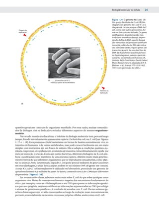 Biologia Molecular da Célula          25


                                                                                              Figura 1-29 O genoma de E. coli. (A)
                                                                                              Um grupo de células de E. coli. (B) Um
                                                                                              diagrama do genoma de E. coli K-12. O
                                                                                              diagrama é circular porque o DNA de E.
   Origem da                                                                                  coli, como o de outros procariotos, for-
   replicação                                                                                 ma um único círculo fechado. Os genes
                                                                                              codificadores de proteínas são mos-
                                                                                              trados em amarelo ou laranja, depen-
                                                                                              dendo da fita de DNA a partir da qual
                                                                                              são transcritos; os genes que codificam
                                                                                              somente moléculas de RNA são indica-
                                                                                              dos com setas verdes. Alguns genes são
                                                                                              transcritos a partir de uma das fitas de
                                                                                              DNA de dupla-hélice (na direção horá-
                                                                                              ria deste diagrama), outros a partir da
                                                                                              outra fita (no sentido anti-horário). (A,
                                                                                              cortesia de Dr. Toni Brain e David Parker/
                                                                                              Photo Researchers; B, adaptada de F. R.
                                                                                              Blattner et al., Science 277:1453-1462,
                                                                                              1997. Com permissão de AAAS.)




                               (A)         Escherichia coli K-12
                                     4.639.221 pares de nucleotídeos



                                                                                 Término da
                                                                                 replicação




     (B)




questões gerais no contexto do organismo escolhido. Por essa razão, muitas comunida-
des de biólogos têm se dedicado a estudar diferentes aspectos do mesmo organismo-
modelo.
     No variado mundo das bactérias, o holofote da biologia molecular tem, por um longo
tempo, focado intensivamente apenas uma espécie: Escherichia coli, ou E. coli (ver Figuras
1-17 e 1-18). Esta pequena célula bacteriana em forma de bastão normalmente vive no
intestino de humanos e de outros vertebrados, mas pode crescer facilmente em um meio
simples com nutrientes, em um frasco de cultura. Ela se adapta a condições químicas va-
riáveis e reproduz-se rapidamente, evoluindo de maneira extraordinariamente rápida por
meio de mutação e seleção. Como em outras bactérias, diferentes linhagens de E. coli, em-
bora classificadas como membros de uma mesma espécie, diferem muito mais genetica-
mente entre si do que diferentes organismos que se reproduzem sexualmente, como plan-
tas ou animais. Uma determinada cepa de E. coli pode possuir milhares de genes ausentes
em outra linhagem, e duas dessas cepas podem ter no mínimo 50% de genes em comum.
A cepa K-12 de E. coli normalmente é utilizada em laboratório, possuindo um genoma de
aproximadamente 4,6 milhões de pares de bases, contendo cerca de 4.300 tipos diferentes
de proteínas (Figura 1-29).
     Em termos moleculares, sabemos muito mais sobre E. coli do que sobre qualquer outro
organismo vivo. Muito do nosso entendimento a respeito dos mecanismos fundamentais da
vida – por exemplo, como as células replicam o seu DNA para passar as informações genéti-
cas para sua progênie, ou como codificam as informações representadas no DNA para dirigir
a síntese de proteínas específicas – é resultado de estudos com E. coli. Os mecanismos ge-
néticos básicos parecem ter sido conservados ao longo da evolução: esses mecanismos são,
portanto, essencialmente os mesmos em nossas próprias células, assim como em E. coli.
 