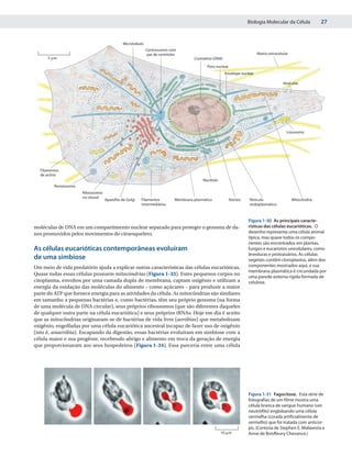 Biologia Molecular da Célula               27


                                              Microtúbulo
                                                            Centrossomo com
                                                             par de centríolos                                              Matriz extracelular
      5 ␮m                                                                             Cromatina (DNA)
                                                                                             Poro nuclear
                                                                                                         Envelope nuclear

                                                                                                                                            Vesículas




                                                                                                                                              Lisossomo




  Filamentos
  de actina
                                                                                           Nucléolo
         Peroxissomo
                       Ribossomos
                       no citosol
                                    Aparelho de Golgi   Filamentos           Membrana plasmática            Núcleo    Retículo                    Mitocôndria
                                                        intermediários                                                endoplasmático



                                                                                                                      Figura 1-30 As principais caracte-
moléculas de DNA em um compartimento nuclear separado para proteger o genoma de da-                                   rísticas das células eucarióticas. O
nos promovidos pelos movimentos do citoesqueleto.                                                                     desenho representa uma célula animal
                                                                                                                      típica, mas quase todos os compo-
                                                                                                                      nentes são encontrados em plantas,
As células eucarióticas contemporâneas evoluíram                                                                      fungos e eucariotos unicelulares, como
                                                                                                                      leveduras e protozoários. As células
de uma simbiose                                                                                                       vegetais contêm cloroplastos, além dos
Um meio de vida predatório ajuda a explicar outras características das células eucarióticas.                          componentes mostrados aqui, e sua
                                                                                                                      membrana plasmática é circundada por
Quase todas essas células possuem mitocôndrias (Figura 1-33). Estes pequenos corpos no
                                                                                                                      uma parede externa rígida formada de
citoplasma, envoltos por uma camada dupla de membrana, captam oxigênio e utilizam a                                   celulose.
energia da oxidação das moléculas do alimento – como açúcares – para produzir a maior
parte do ATP que fornece energia para as atividades da célula. As mitocôndrias são similares
em tamanho a pequenas bactérias e, como bactérias, têm seu próprio genoma (na forma
de uma molécula de DNA circular), seus próprios ribossomos (que são diferentes daqueles
de qualquer outra parte na célula eucariótica) e seus próprios tRNAs. Hoje em dia é aceito
que as mitocôndrias originaram-se de bactérias de vida livre (aeróbias) que metabolizam
oxigênio, engolfadas por uma célula eucariótica ancestral incapaz de fazer uso de oxigênio
(isto é, anaeróbia). Escapando da digestão, essas bactérias evoluíram em simbiose com a
célula maior e sua progênie, recebendo abrigo e alimento em troca da geração de energia
que proporcionaram aos seus hospedeiros (Figura 1-34). Essa parceria entre uma célula




                                                                                                                      Figura 1-31 Fagocitose. Esta série de
                                                                                                                      fotografias de um filme mostra uma
                                                                                                                      célula branca de sangue humano (um
                                                                                                                      neutrófilo) englobando uma célula
                                                                                                                      vermelha (corada artificialmente de
                                                                                                                      vermelho) que foi tratada com anticor-
                                                                                                                      po. (Cortesia de Stephen E. Malawista e
                                                                                                      10 ␮m           Anne de Boisfleury Chevance.)
 