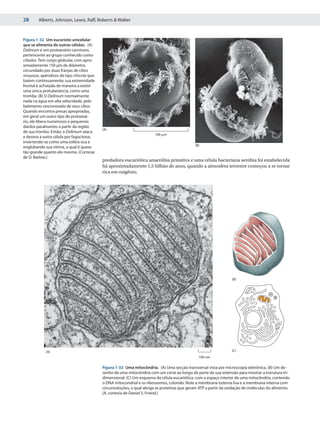 28      Alberts, Johnson, Lewis, Raff, Roberts & Walter



Figura 1-32 Um eucarioto unicelular
que se alimenta de outras células. (A)
Didinium é um protozoário carnívoro,
pertencente ao grupo conhecido como
ciliados. Tem corpo globular, com apro-
ximadamente 150 μm de diâmetro,
circundado por duas franjas de cílios
sinuosos, apêndices do tipo chicote que
batem continuamente; sua extremidade
frontal é achatada de maneira a existir
uma única protuberância, como uma
tromba. (B) O Didinium normalmente
nada na água em alta velocidade, pelo
batimento sincronizado de seus cílios.
Quando encontra presas apropriadas,
em geral um outro tipo de protozoá-
rio, ele libera numerosos e pequenos
dardos paralisantes a partir da região
                                          (A)
de sua tromba. Então, o Didinium ataca
                                                                      100 ␮m
e devora a outra célula por fagocitose,
invertendo-se como uma esfera oca e
                                                                                             (B)
englobando sua vítima, a qual é quase
tão grande quanto ele mesmo. (Cortesia
de D. Barlow.)
                                          predadora eucariótica anaeróbia primitiva e uma célula bacteriana aeróbia foi estabelecida
                                          há aproximadamente 1,5 bilhão de anos, quando a atmosfera terrestre começou a se tornar
                                          rica em oxigênio.




                                                                                                                 (B)




            (A)                                                                                                  (C)
                                                                                               100 nm

                                          Figura 1-33 Uma mitocôndria. (A) Uma secção transversal vista por microscopia eletrônica. (B) Um de-
                                          senho de uma mitocôndria com um corte ao longo de parte de sua extensão para mostrar a estrutura tri-
                                          dimensional. (C) Um esquema da célula eucariótica, com o espaço interior de uma mitocôndria, contendo
                                          o DNA mitocondrial e os ribossomos, colorido. Note a membrana externa lisa e a membrana interna com
                                          circunvoluções, a qual abriga as proteínas que geram ATP a partir da oxidação de moléculas do alimento.
                                          (A, cortesia de Daniel S. Friend.)
 