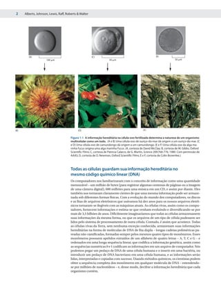 2     Alberts, Johnson, Lewis, Raff, Roberts & Walter




         (A)                                             (C)                                                   (E)
                      100 ␮m                                            50 ␮m                                                  50 ␮m




(B)                                           (D)                                                   (F)


                                        Figura 1-1 A informação hereditária na célula-ovo fertilizada determina a natureza de um organismo
                                        multicelular como um todo. (A e B) Uma célula-ovo de ouriço-do-mar dá origem a um ouriço-do-mar. (C
                                        e D) Uma célula-ovo de camundongo dá origem a um camundongo. (E e F) Uma célula-ovo da alga ma-
                                        rinha Fucus origina uma alga marinha Fucus. (A, cortesia de David McClay; B, cortesia de M. Gibbs, Oxford
                                        Scientific Films; C, cortesia de Patricia Calarco, de G. Martin, Science 209:768-776, 1980. Com permissão de
                                        AAAS; D, cortesia de O. Newman, Oxford Scientific Films; E e F, cortesia de Colin Brownlee.)



                                        Todas as células guardam sua informação hereditária no
                                        mesmo código químico linear (DNA)
                                        Os computadores nos familiarizaram com o conceito de informação como uma quantidade
                                        mensurável – um milhão de bytes (para registrar algumas centenas de páginas ou a imagem
                                        de uma câmera digital), 600 milhões para uma música em um CD, e assim por diante. Eles
                                        também nos tornaram claramente cientes de que uma mesma informação pode ser armaze-
                                        nada sob diferentes formas físicas. Com a evolução do mundo dos computadores, os discos
                                        e as fitas de arquivos eletrônicos que usávamos há dez anos para os nossos arquivos eletrô-
                                        nicos tornaram-se ilegíveis com as máquinas atuais. As células vivas, assim como os compu-
                                        tadores, fornecem informações e estima-se que venham evoluindo e diversificando-se por
                                        mais de 3,5 bilhões de anos. Dificilmente imaginaríamos que todas as células armazenassem
                                        suas informações da mesma forma, ou que os arquivos de um tipo de célula pudessem ser
                                        lidos pelo sistema de processamento de outra célula. Contudo, é assim que acontece. Todas
                                        as células vivas da Terra, sem nenhuma exceção conhecida, armazenam suas informações
                                        hereditárias na forma de moléculas de DNA de fita dupla – longas cadeias poliméricas pa-
                                        readas não-ramificadas, formadas sempre pelos mesmos quatro tipos de monômeros. Esses
                                        monômeros possuem apelidos extraídos de um alfabeto de quatro letras – A, T, C e G – e
                                        ordenados em uma longa sequência linear, que codifica a informação genética, assim como
                                        as sequências numéricas 0 e 1 codificam as informações em um arquivo de computador. Nós
                                        podemos pegar um pedaço de DNA de uma célula humana e o inserir em uma bactéria, ou
                                        introduzir um pedaço de DNA bacteriano em uma célula humana, e as informações serão
                                        lidas, interpretadas e copiadas com sucesso. Usando métodos químicos, os cientistas podem
                                        obter a sequência completa dos monômeros em qualquer molécula de DNA – estendendo-
                                        se por milhões de nucleotídeos – e, desse modo, decifrar a informação hereditária que cada
                                        organismo contém.
 