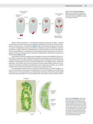 Biologia Molecular da Célula         29


                      Célula eucariótica                                                            Figura 1-34 A origem da mitocôn-
                          ancestral                                                                 dria. Assume-se que uma célula euca-
                                                                               Célula eucariótica
            Membranas                                                                inicial        riótica ancestral tenha englobado a bac-
            internas                                                                                téria ancestral da mitocôndria, iniciando
                                 Núcleo                                                             uma relação simbiótica.




                                                                              Mitocôndria com
                                                                              membrana dupla
                  Bactéria



     Muitas células eucarióticas – especialmente aquelas de plantas e de algas – também
contêm uma outra classe de pequenas organelas envolvidas por membrana, de modo seme-
lhante às mitocôndrias – os cloroplastos (Figura 1-35). Os cloroplastos realizam a fotossínte-
se usando a energia da luz solar para sintetizar carboidratos a partir de dióxido de carbono
atmosférico e água, e liberam os produtos para a célula hospedeira na forma de alimento.
Como as mitocôndrias, os cloroplastos têm seu próprio genoma quase que certamente ori-
ginado de bactérias fotossintetizantes simbiontes, adquirido por células que já possuíam as
mitocôndrias (Figura 1-36).
     Uma célula eucariótica equipada com cloroplastos não tem necessidade de buscar ou-
tras células como presa; ela é nutrida pelos cloroplastos que herdou de seus ancestrais. Cor-
respondentemente, as células vegetais, embora possuam o citoesqueleto para movimento,
perderam a capacidade de alterar sua forma rapidamente e de englobar outras células por
fagocitose. Ao contrário, elas criam ao seu redor uma dura parede celular protetora. Se o eu-
carioto ancestral foi na verdade um predador de outros organismos, podemos ver as células
vegetais como eucariotos que fizeram a transição da caça para a lavoura.
     Os fungos representam ainda outro modo de vida eucariótica. As células fúngicas, as-
sim como as células animais, possuem mitocôndrias, mas não cloroplastos; ao contrário das
células animais e dos protozoários, as células fúngicas possuem uma parede externa rígida
que limita sua capacidade de se mover rapidamente ou de absorver outras células. Aparen-


                              Cloroplastos




                                                                        Membranas
                                                                        contendo
                                                                        cloroﬁla



                                                                                                    Figura 1-35 Cloroplastos. Estas orga-
                                                                        Membrana                    nelas capturam a energia da luz solar
                                                                        interna                     em células vegetais e em alguns euca-
                                                                                                    riotos unicelulares. (A) Uma única célula
                                                                        Membrana                    isolada da folha de uma planta com flor,
                                                                        externa
                                                                                                    vista em microscopia de luz, mostrando
                                                                                                    os cloroplastos verdes. (B) O desenho de
                                                                                                    um dos cloroplastos mostrando o siste-
                                                                                                    ma altamente pregueado de membra-
                                                                                                    nas internas contendo as moléculas de
            (A)                                      (B)                                            clorofila pelas quais a luz é absorvida.
                                             10 ␮m                                                  (A, cortesia de Preeti Dahiya.)
 