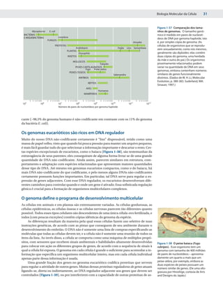 Biologia Molecular da Célula         31


                                                                                                                       Figura 1-37 Comparação dos tama-
       Mycoplasma    E. coli                                                                                           nhos de genomas. O tamanho genô-
 BACTÉRIAS                                                                                                             mico é medido em pares de nucleotí-
 E ARQUEBACTÉRIAS              Levedura
                                                                                                                       deos de DNA por genoma haploide, isto
                    FUNGOS
                                                                                                      Amoeba           é, por simples cópia do genoma. (As
                           PROTISTAS                                                                                   células de organismos que se reprodu-
                                              Arabidopsis                            Feijão   Lírio Samambaia
                                                                                                                       zem sexuadamente, como nós mesmos,
                                       PLANTAS
                                                Drosophila                                                             geralmente são diploides: elas contêm
                                        INSETOS                                                                        duas cópias do genoma, uma herdada
                                                                                                                       da mãe e outra do pai.) Os organismos
                                            MOLUSCOS
                                                                  Tubarão                                              proximamente relacionados podem
                                               PEIXES CARTILAGINOSOS                                                   variar na quantidade de DNA em seus
                                                        Fugu Peixe-zebra
                                                                                                                       genomas, embora contenham números
                                          PEIXES ÓSSEOS
                                                                              Salamandra                               similares de genes funcionalmente
                                                 ANFÍBIOS                                                              distintos. (Dados de W. H. Li, Molecular
                                                                                                                       Evolution, p. 380-383. Suderland, MA:
                                                        RÉPTEIS
                                                                                                                       Sinauer, 1997.)
                                                       AVES
                                                                  Humanos
                                                     MAMÍFEROS


105          106               107           108             109            1010               1011             1012
                               Número de pares de nucleotídeos por genoma haploide



cante (~98,5% do genoma humano é não-codificante em contraste com os 11% do genoma
da bactéria E. coli).

Os genomas eucarióticos são ricos em DNA regulador
Muito do nosso DNA não-codificante certamente é “lixo” dispensável, retido como uma
massa de papel velho, visto que quando há pouca pressão para manter um arquivo pequeno,
é mais fácil guardar tudo do que selecionar a informação importante e descartar o resto. Cer-
tas espécies excepcionais de eucariotos, como o baiacu (Figura 1-38), são testemunhas da
extravagância de seus parentes; eles conseguiram de alguma forma livrar-se de uma grande
quantidade de DNA não-codificante. Ainda assim, parecem similares em estrutura, com-
portamento e adaptação com espécies relacionadas que apresentam maiores quantidades
desse tipo de DNA. Até mesmo em genomas eucariotos compactos, como o do baiacu, há
mais DNA não-codificante do que codificante, e pelo menos alguns DNAs não-codificantes
certamente possuem funções importantes. Em particular, tal DNA serve para regular a ex-
pressão de genes adjacentes. Com esse DNA regulador, os eucariotos desenvolveram dife-
rentes caminhos para controlar quando e onde um gene é ativado. Essa sofisticada regulação
gênica é crucial para a formação de organismos multicelulares complexos.

O genoma define o programa de desenvolvimento multicelular
As células em animais e em plantas são extremamente variadas. As células gordurosas, as
células epidérmicas, as células ósseas e as células nervosas parecem tão diferentes quanto
possível. Todos esses tipos celulares são descendentes de uma única célula-ovo fertilizada, e
todos (com poucas exceções) contêm cópias idênticas do genoma da espécie.
     As diferenças resultam da maneira pela qual essas células fazem uso seletivo de suas
instruções genéticas, de acordo com as pistas que conseguem de seu ambiente durante o
desenvolvimento do embrião. O DNA não é somente uma lista de compras especificando as
moléculas que todas as células devem ter, e a célula não é somente uma reunião de todos os
itens da lista. Ao invés disso, a célula se comporta como uma máquina de múltiplos propó-
sitos, com sensores que recebem sinais ambientais e habilidades altamente desenvolvidas                                Figura 1-38 O peixe baiacu (Fugu
para colocar em ação os diferentes grupos de genes, de acordo com a sequência de sinais à                              rubripes). Esse organismo tem um
qual a célula foi exposta. O genoma em cada célula é grande o suficiente para acomodar a in-                           genoma com tamanho de 400 milhões
formação que especifica um organismo multicelular inteiro, mas em cada célula individual                               de pares de nucleotídeos – aproxima-
apenas parte dessa informação é usada.                                                                                 damente um quarto a mais que um
     Uma grande fração dos genes no genoma eucariótico codifica proteínas que servem                                   peixe-zebra, por exemplo, embora as
                                                                                                                       duas espécies de peixes possuam um
para regular a atividade de outros genes. Muitas dessas proteínas reguladoras de genes atuam                           número similar de genes. (De uma xilo-
ligando-se, direta ou indiretamente, ao DNA regulador adjacente aos genes que devem ser                                gravura por Hiroshige, cortesia de Arts
controlados (Figura 1-39), ou por interferirem com a capacidade de outras proteínas de as-                             and Designs do Japão.)
 