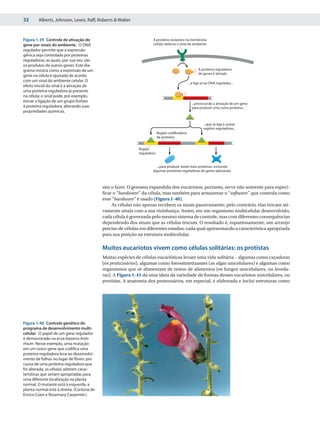32       Alberts, Johnson, Lewis, Raff, Roberts & Walter



Figura 1-39 Controle de ativação do                                   A proteína receptora na membrana
gene por sinais do ambiente. O DNA                                    celular detecta o sinal do ambiente
regulador permite que a expressão
gênica seja controlada por proteínas
reguladoras, as quais, por sua vez, são
os produtos de outros genes. Este dia-
grama mostra como a expressão de um                                                                    A proteína reguladora
                                                                                                       de genes é ativada
gene na célula é ajustada de acordo
com um sinal do ambiente celular. O
                                                                                                ...e liga-se ao DNA regulador...
efeito inicial do sinal é a ativação de
uma proteína reguladora já presente
na célula; o sinal pode, por exemplo,
iniciar a ligação de um grupo fosfato
                                                                                                  ...provocando a ativação de um gene
à proteína reguladora, alterando suas                                                             para produzir uma outra proteína...
propriedades químicas.

                                                                                                           ...que se liga a outras
                                                                                                           regiões reguladoras...
                                                                           Região codiﬁcadora
                                                                           de proteína


                                                              Região
                                                              reguladora


                                                                         ...para produzir ainda mais proteínas, incluindo
                                                                      algumas proteínas reguladoras de genes adicionais.



                                             sim o fazer. O genoma expandido dos eucariotos, portanto, serve não somente para especi-
                                             ficar o “hardware” da célula, mas também para armazenar o “software” que controla como
                                             esse “hardware” é usado (Figura 1-40).
                                                  As células não apenas recebem os sinais passivamente; pelo contrário, elas trocam ati-
                                             vamente sinais com a sua vizinhança. Assim, em um organismo multicelular desenvolvido,
                                             cada célula é governada pelo mesmo sistema de controle, mas com diferentes consequências
                                             dependendo dos sinais que as células trocam. O resultado é, espantosamente, um arranjo
                                             preciso de células em diferentes estados, cada qual apresentando a característica apropriada
                                             para sua posição na estrutura multicelular.

                                             Muitos eucariotos vivem como células solitárias: os protistas
                                             Muitas espécies de células eucarióticas levam uma vida solitária – algumas como caçadoras
                                             (os protozoários), algumas como fotossintetizantes (as algas unicelulares) e algumas como
                                             organismos que se alimentam de restos de alimentos (os fungos unicelulares, ou levedu-
                                             ras). A Figura 1-41 dá uma ideia da variedade de formas desses eucariotos unicelulares, ou
                                             protistas. A anatomia dos protozoários, em especial, é elaborada e inclui estruturas como




Figura 1-40 Controle genético do
programa de desenvolvimento multi-
celular. O papel de um gene regulador
é demonstrado na erva-bezerra Antir-
rhium. Nesse exemplo, uma mutação
em um único gene que codifica uma
proteína reguladora leva ao desenvolvi-
mento de folhas no lugar de flores: por
causa de uma proteína reguladora que
foi alterada, as células adotam carac-
terísticas que seriam apropriadas para
uma diferente localização na planta
normal. O mutante está à esquerda, a
planta normal está à direita. (Cortesia de
Enrico Coen e Rosemary Carpenter.)
 