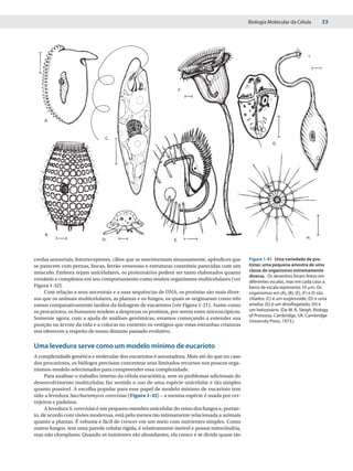 Biologia Molecular da Célula          33




                                                                                                                              I.




cerdas sensoriais, fotorreceptores, cílios que se movimentam sinuosamente, apêndices que       Figura 1-41 Uma variedade de pro-
se parecem com pernas, bocas, ferrão venenoso e estruturas contráteis parecidas com um         tistas: uma pequena amostra de uma
músculo. Embora sejam unicelulares, os protozoários podem ser tanto elaborados quanto          classe de organismos extremamente
                                                                                               diversa. Os desenhos foram feitos em
versáteis e complexos em seu comportamento como muitos organismos multicelulares (ver          diferentes escalas, mas em cada caso a
Figura 1-32).                                                                                  barra de escala representa 10 ␮m. Os
     Com relação a seus ancestrais e a suas sequências de DNA, os protistas são mais diver-    organismos em (A), (B), (E), (F) e (I) são
sos que os animais multicelulares, as plantas e os fungos, os quais se originaram como três    ciliados; (C) é um euglenoide; (D) é uma
ramos comparativamente tardios da linhagem de eucariotos (ver Figura 1-21). Assim como         ameba; (G) é um dinoflagelado; (H) é
os procariotos, os humanos tendem a desprezar os protistas, por serem estes microscópicos.     um heliozoário. (De M. A. Sleigh, Biology
                                                                                               of Protozoa. Cambridge, UK: Cambridge
Somente agora, com a ajuda de análises genômicas, estamos começando a entender sua
                                                                                               University Press, 1973.)
posição na árvore da vida e a colocar no contexto os vestígios que estas estranhas criaturas
nos oferecem a respeito de nosso distante passado evolutivo.

Uma levedura serve como um modelo mínimo de eucarioto
A complexidade genética e molecular dos eucariotos é assustadora. Mais até do que no caso
dos procariotos, os biólogos precisam concentrar seus limitados recursos nos poucos orga-
nismos-modelo selecionados para compreender essa complexidade.
     Para analisar o trabalho interno da célula eucariótica, sem os problemas adicionais do
desenvolvimento multicelular, faz sentido o uso de uma espécie unicelular e tão simples
quanto possível. A escolha popular para esse papel de modelo mínimo de eucarioto tem
sido a levedura Saccharomyces cerevisiae (Figura 1-42) – a mesma espécie é usada por cer-
vejeiros e padeiros.
     A levedura S. cerevisiae é um pequeno membro unicelular do reino dos fungos e, portan-
to, de acordo com visões modernas, está pelo menos tão intimamente relacionada a animais
quanto a plantas. É robusta e fácil de crescer em um meio com nutrientes simples. Como
outros fungos, tem uma parede celular rígida, é relativamente imóvel e possui mitocôndria,
mas não cloroplasto. Quando os nutrientes são abundantes, ela cresce e se divide quase tão
 