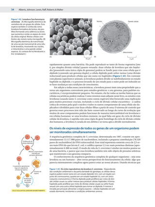 34         Alberts, Johnson, Lewis, Raff, Roberts & Walter



Figura 1-42 Levedura Saccharomyces
cerevisiae. (A) Micrografia eletrônica de                                                                Núcleo                       Parede celular
varredura de um grupo de células. Essa
espécie também é conhecida como
levedura formadora de brotos; ela pro-
lifera formando uma saliência ou broto
que aumenta e então se separa do resto
da célula original. Muitas células com
brotos são visíveis nesta micrografia. (B)
Micrografia eletrônica de transmissão
de uma secção transversal de uma célu-
la de levedura, mostrando seu núcleo,
a mitocôndria e uma parede celular
espessa. (A, cortesia de Ira Herskowitz e                                                                                       Mitocôndria
Eric Schabatach.)
                                                (A)                                                (B)
                                                                                         10 ␮m                                          2 ␮m


                                                rapidamente quanto uma bactéria. Ela pode reproduzir-se tanto de forma vegetativa (isto
                                                é, por simples divisão celular) quanto sexuada: duas células de levedura que são haploi-
                                                des (possuindo uma única cópia do genoma) podem se fundir para criar uma célula que é
                                                diploide (contendo um genoma duplo); a célula diploide pode sofrer meiose (uma divisão
                                                reducional) para produzir células que são outra vez haploides (Figura 1-43). Em contraste
                                                com plantas superiores e animais, as leveduras podem dividir-se indefinidamente no estado
                                                haploide ou diploide, e o processo levando de um estado para o outro pode ser induzido ao
                                                se fazer mudanças nas condições de crescimento.
                                                     Em adição a todas essas características, a levedura possui mais uma propriedade que a
                                                torna um organismo conveniente para estudos genéticos: o seu genoma, para padrões eu-
                                                carióticos, é excepcionalmente pequeno. No entanto, ela faz todas as tarefas básicas que as
                                                células eucarióticas podem realizar. Como veremos mais adiante neste livro, os estudos com
                                                leveduras (usando tanto S. cerevisiae como outras espécies) têm fornecido uma explicação
                                                para muitos processos cruciais, incluindo o ciclo de divisão celular eucariótica – a cadeia
                                                crítica de eventos pela qual o núcleo e todos os outros componentes de uma célula são du-
                                                plicados e divididos para criar duas células-filhas a partir de uma. O sistema de controle que
                                                governa esses processos tem sido tão bem conservado ao longo do curso da evolução que
                                                muitos de seus componentes podem funcionar de maneira intercambiável em leveduras e
                                                em células humanas: se uma levedura mutante, na qual falta um gene do ciclo de divisão
                                                celular da levedura, é suprida com uma cópia do gene homólogo do ciclo de divisão celular
                                                dos humanos, a levedura é curada do seu defeito e se torna apta a dividir normalmente.

                                                Os níveis de expressão de todos os genes de um organismo podem
                                                ser monitorados simultaneamente
                    2n
                                      2n
                                                A sequência genômica completa de S. cerevisiae, determinada em 1997, consiste em apro-
                                                ximadamente 13.117.000 pares de nucleotídeos, incluindo a pequena contribuição (78.520
               Proliferação de
              células diploides                 pares de nucleotídeos) do DNA mitocondrial. Esse total representa somente cerca de 2,5 ve-
                                                zes mais DNA do que há em E. coli, e codifica apenas 1,5 vez mais proteínas distintas (apro-
                    2n                          ximadamente 6.300 no total). O modo de vida da S. cerevisiae é similar em muitos pontos ao
                         Meiose e esporulação   de uma bactéria, e parece que essa levedura também tem sido objeto de pressões seletivas
                              (iniciada por     que mantiveram o seu genoma compacto.
                          privação alimentar)
                                                    O conhecimento da sequência genômica completa de qualquer organismo – seja uma
        2n
                                                levedura ou um humano – abre novas perspectivas do funcionamento da célula: algo que
                                      n
                                  n       n     parecia extremamente complexo agora parece estar ao nosso alcance. Usando técnicas que
  Cruzamento (geralmente              n
    logo em seguida da
     eclosão do esporo)                         Figura 1-43 Os ciclos reprodutivos da levedura S. cerevisiae. Dependendo
                                  Eclosão do    das condições ambientais e da particularidade do genótipo, as células dessa
                                  esporo        espécie podem existir tanto em um estado diploide (2n), com um duplo con-
                     n
        n                                       junto de cromossomos, quanto em um estado haploide (n), com um único
                Proliferação                    conjunto cromossômico. A forma diploide pode proliferar por ciclos de divi-
                 de células
                 haploides                      são celular usuais ou sofrer meiose para produzir células haploides. A forma
                                                haploide pode proliferar por ciclos de divisão celular usuais ou sofrer fusão
       n             n
                                                sexual com uma outra célula haploide para tornar-se diploide. A meiose é
                                                iniciada por privação alimentar e origina esporos – células haploides em um
 CICLO CELULAR DA LEVEDURA EM BROTAMENTO
                                                estado dormente, resistentes a condições ambientais severas.
 