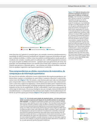 Biologia Molecular da Célula              35


                                                                                                                Figura 1-44 Rede de interações entre




                                         YJL2 06C
                                                                                                                proteínas reguladoras de genes e os




                                            UG A3




                                                                             FK H2
                                                                             MBP 1
                                                                             ACE2
                                                                             FKH1


                                                                                  1
                                              STP
                                              THI2




                                                                            MCM
                                                                                1
                                               S TP




                                                                            NDD

                                                                          SKN 1
                                                 SIP4




                                                                           RME
                                                                             7
                                                  SFP 1
                                                                                                                genes que as codificam na célula de




                                                                       SW B1
                                                   2
                                                    1
                                                    SFL
                                                     RT G 1




                                                                      SW I4
                                                      1




                                                                        ST
                                                        RT T 1




                                                                    S W I5
                                                         G3




                                                                  A1 I 6
                                                                                                                levedura. São mostrados os resultados




                                                          RG T3
                                                            PU
                                       PH




                                                                                      H1
                                    PH O
                                                                                           G1                   para 106 de um total de 141 proteínas




                                                                                    AS
                                           4
                                 N O2                                                    DI MS1
                              MS RG1                                                       H E4
                                 S
                              MIG 11
                                  1
                                                                                              I M T3
                                                                                                 MO D1
                                                                                                                reguladoras de genes em Saccha-
                           ME
                          ME T4                                                                   PH 101        romyces cerevisiae. Cada proteína do
                            T3                                                                     RIM 2
                        MAL 1
                                                                                                    SOK 12
                      MAL 3
                            3
                           13                                                                        ST E
                                                                                                            1
                                                                                                                grupo foi testada para a sua habilidade
                        LEU3                                                                          SUM
                        IXR1                                                                           ABF1     em ligar-se ao DNA regulador de cada
                       INO 4                                                                            DO T6
                      INO2                                                                              F HL1   um dos genes codificadores para esse
                                                                                                        HIR1
                     HAP5
                     HAP4
                                                                                                        HIR2    grupo de proteínas. No diagrama, os
                                                                                                        RAP1
                     HAP 3                                                                              R EB1   genes foram organizados em círculos,
                      HAP 2                                                                            RGM 1
                       G LN3
                            2
                                                                                                      CA D
                                                                                                            1
                                                                                                                e uma seta que aponta do gene A para
                        GCR                                                                          CIN5
                            R1
                         GC 4                                                                       CRZ
                                                                                                   CU 1
                                                                                                                o gene B significa que a proteína codifi-
                          GCN 3                                                                       P
                               T
                           GA T1
                                                                                                  GT 9
                                                                                                 HA S1
                                                                                                                cada por A se liga ao DNA regulador de
                              GA L 4                                                          HA A 1
                               GA F1                                                       H L9                 B, e, portanto, provavelmente regula a
                                  F Z 82                                                 M SF 1
                                                                                           AC
                                      L 1
                                   D A AL8                                                     1                expressão de B. Os círculos pequenos




                                                                    M SN 4
                                                         C B A4




                                                                     SN 2
                                                                      M SN
                                      D
                                                       BA F1




                                                                                                                em forma de flecha indicam os genes
                                                           CH




                                                                       M R1


                                                                       1
                                                          S1




                                                                         PD S1
                                                A R ZF1




                                                                          RC
                                               AR 80




                                                                           RF 1
                                             AR 81




                                                                                                                cujos produtos regulam diretamente
                                                                             RL 1
                                                     A
                                                    O

                                                 G80




                                                                              ROX
                                                   1




                                                                              X1
                                                  G




                                                                               RP H
                                            ZMS1




                                                                                S KO 1
                                              AD R




                                                                                M
                                            ZAP1




                                                                                 S MP1
                                                                                 YAP 1
                                                                                  YA P 3
                                                C

                                          YAP6
                                          YA P 7

                                          YA P5




                                                                                                                a sua própria expressão. Os genes que
                                       YF L0 44




                                                                                    1


                                                                                                                governam diferentes aspectos do com-
                                                                                                                portamento celular estão mostrados em
                                                                                                                diferentes cores. Para animais e plantas
                     Biossíntese de DNA/RNA/proteínas                       Resposta ambiental                  multicelulares, o número de genes de
                     Ciclo celular                Processos do desenvolvimento                  Metabolismo     proteínas reguladoras é cerca de 10
                                                                                                                vezes maior, e a quantidade de DNA
                                                                                                                regulador talvez seja 100 vezes maior,
serão descritas no Capítulo 8, é possível agora, por exemplo, monitorar simultaneamente a                       de maneira que o diagrama correspon-
                                                                                                                dente seria muito mais complexo. (De T.
quantidade de mRNA transcrito produzido por cada gene no genoma da levedura sob qual-
                                                                                                                I. Lee et al., Science 298:799-804, 2002.
quer condição escolhida, e verificar como esse padrão na atividade gênica muda quando as                        Com permissão de AAAS.)
condições são variadas. A análise pode ser realizada com o mRNA preparado de mutantes
nos quais um gene escolhido está ausente – qualquer gene que gostaríamos de testar. Em
princípio, essa metodologia fornece um caminho para revelar todo o sistema do controle de
relações que governa a expressão gênica – não somente em células de levedura, mas tam-
bém em qualquer organismo cuja sequência genômica é conhecida.

Para compreendermos as células, necessitamos da matemática, da
computação e da informação quantitativa
Por meio de tais métodos, utilizando o nosso conhecimento das sequências genômicas, po-
demos listar os genes e as proteínas em uma célula, e começar a descrever a rede de inte-
rações entre eles (Figura 1-44). No entanto, como faremos para usar toda essa informação
para compreender como as células funcionam? Mesmo para um único tipo celular perten-
cente a uma única espécie de organismo, o atual volume de dados parece impressionante.
O tipo de raciocínio informal que os biólogos geralmente propõem parece totalmente ina-
dequado em face de tal complexidade. De fato, a dificuldade é muito mais uma questão de
sobrecarga de informação. Os sistemas biológicos são, por exemplo, cheios de labirintos de
retroalimentação, e o comportamento dos sistemas mais simples com retroalimentação é di-
fícil de ser previsto apenas por intuição (Figura 1-45); pequenas mudanças nos parâmetros


                Figura 1-45 Um circuito muito simples de regulação gênica – um único gene regu-
                lando sua própria expressão pela ligação de seu produto proteico ao seu próprio
                DNA regulador. Um diagrama esquemático simples como este em geral é utilizado
                para resumir o que sabemos (assim como na Figura 1-44), mas deixa muitas questões
                sem respostas. Quando a proteína se liga, ela inibe ou estimula a transcrição? Como                                  Região
                a taxa de transcrição precisamente depende da concentração da proteína? Quanto                         DNA        codiﬁcadora
                                                                                                                     regulador      do gene
                tempo, em média, uma molécula de proteína deve permanecer ligada ao DNA? Quan-
                to tempo leva para se fazer cada molécula de mRNA ou proteína, e qual a velocidade
                de degradação de cada tipo de molécula? O modelamento matemático mostra que
                precisamos de respostas quantitativas para todas estas e outras questões antes de
                                                                                                                                                   mRNA
                podermos predizer até mesmo o comportamento desse sistema contendo um único
                gene. Dependendo dos valores de cada parâmetro, o sistema pode acomodar-se a
                um único estado de equilíbrio, ou pode comportar-se como um interruptor, capaz de                                               Proteína
                existir em uma condição ou outra de um grupo de estados alternativos, ou pode osci-                                             reguladora
                lar, ou pode apresentar grandes flutuações randômicas.                                                                          de genes
 