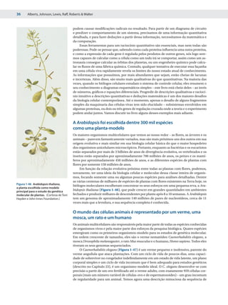 36      Alberts, Johnson, Lewis, Raff, Roberts & Walter



                                          podem causar modificações radicais no resultado. Para partir de um diagrama de circuito
                                          e predizer o comportamento de um sistema, precisamos de uma informação quantitativa
                                          detalhada, e para fazer deduções a partir dessa informação, necessitamos da matemática e
                                          da computação.
                                               Essas ferramentas para um raciocínio quantitativo são essenciais, mas nem todas são
                                          poderosas. Pode-se pensar que, sabendo como cada proteína influencia uma outra proteína,
                                          e como a expressão de cada gene é regulada pelos produtos de outros genes, nós logo sere-
                                          mos capazes de calcular como a célula como um todo irá se comportar, assim como um as-
                                          tronauta consegue calcular as órbitas dos planetas, ou um engenheiro químico pode calcu-
                                          lar os fluxos de uma fábrica química. Contudo, qualquer tentativa de executar essa façanha
                                          em uma célula viva rapidamente revela os limites do nosso estado atual de conhecimento.
                                          As informações que possuímos, por mais abundantes que sejam, estão cheias de lacunas
                                          e incertezas. Além disso, são muito mais qualitativas do que quantitativas. Na maioria das
                                          vezes, quando os biólogos celulares estudam o sistema de controle celular, eles resumem o
                                          seu conhecimento a diagramas esquemáticos simples – este livro está cheio deles – ao invés
                                          de números, gráficos e equações diferenciais. Progredir de descrições qualitativas e raciocí-
                                          nio intuitivo a descrições quantitativas e deduções matemáticas é um dos maiores desafios
                                          da biologia celular contemporânea. Até o momento, apenas o desafio de alguns fragmentos
                                          simples da maquinaria das células vivas tem sido elucidado – subsistemas envolvidos em
                                          algumas proteínas, ou dois ou três genes de regulação cruzada onde a teoria e o experimento
                                          podem andar juntos. Vamos discutir no livro alguns desses exemplos mais adiante.

                                          A Arabidopsis foi escolhida dentre 300 mil espécies
                                          como uma planta-modelo
                                          Os maiores organismos multicelulares que vemos ao nosso redor – as flores, as árvores e os
                                          animais – parecem fantasticamente variados, mas são mais próximos uns dos outros em sua
                                          origem evolutiva e mais similar em sua biologia celular básica do que o maior hospedeiro
                                          dos organismos unicelulares microscópicos. Portanto, enquanto as bactérias e os eucariotos
                                          estão separados por mais de 3 bilhões de anos de divergência evolutiva, os vertebrados e os
                                          insetos estão separados por aproximadamente 700 milhões de anos, os peixes e os mamí-
                                          feros por aproximadamente 450 milhões de anos, e as diferentes espécies de plantas com
                                          flores por somente 150 milhões de anos.
                                               Em função da relação evolutiva próxima entre todas as plantas com flores, podemos,
                                          novamente, ter uma ideia da biologia celular e molecular dessa classe inteira de organis-
                                          mos, focando somente uma ou algumas poucas espécies para análises detalhadas. Dentre
                                          as várias centenas de milhares de espécies de plantas com flores existentes na Terra hoje, os
Figura 1-46 Arabidopsis thaliana,
                                          biólogos moleculares escolheram concentrar os seus esforços em uma pequena erva, a Ara-
a planta escolhida como modelo
principal para o estudo da genética       bidopsis thaliana (Figura 1-46), que pode crescer em grandes quantidades em ambientes
molecular de plantas. (Cortesia de Toni   fechados e produzir milhares de descendentes por planta após 8 a 10 semanas. A Arabidopsis
Hayden e John Innes Foundation.)          tem um genoma de aproximadamente 140 milhões de pares de nucleotídeos, cerca de 11
                                          vezes mais que a levedura, e sua sequência completa é conhecida.

                                          O mundo das células animais é representado por um verme, uma
                                          mosca, um rato e um humano
                                          Os animais multicelulares são responsáveis pela maior parte de todas as espécies conhecidas
                                          de organismos vivos e pela maior parte dos esforços da pesquisa biológica. Quatro espécies
                                          emergiram como os primeiros organismos-modelo para os estudos de genética molecular.
                                          Em ordem crescente de tamanho, eles são o verme nematódeo Caenorhabditis elegans, a
                                          mosca Drosophila melanogaster, o rato Mus musculus e o humano, Homo sapiens. Todos eles
                                          tiveram os seus genomas sequenciados.
                                               O Caenorhabditis elegans (Figura 1-47) é um verme pequeno e inofensivo, parente do
                                          verme anguílula que ataca plantações. Com um ciclo de vida de poucos dias, uma capaci-
                                          dade de sobreviver no congelador indefinidamente em um estado de vida latente, um plano
                                          corporal simples e um ciclo de vida incomum que é bem adequado para estudos genéticos
                                          (descrito no Capítulo 23), é um organismo-modelo ideal. O C. elegans desenvolve-se com
                                          precisão a partir de um ovo fertilizado até o verme adulto, com exatamente 959 células cor-
                                          porais (mais um número variável de células-ovo e de espermatozoides) – um grau incomum
                                          de regularidade para um animal. Temos agora uma descrição minuciosa da sequência de
 