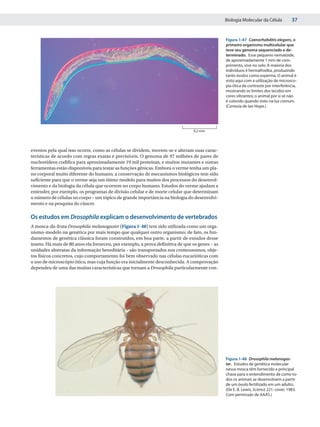 Biologia Molecular da Célula          37


                                                                                                Figura 1-47 Caenorhabditis elegans, o
                                                                                                primeiro organismo multicelular que
                                                                                                teve seu genoma sequenciado e de-
                                                                                                terminado. Esse pequeno nematoide,
                                                                                                de aproximadamente 1 mm de com-
                                                                                                primento, vive no solo. A maioria dos
                                                                                                indivíduos é hermafrodita, produzindo
                                                                                                tanto óvulos como esperma. O animal é
                                                                                                visto aqui com a utilização de microsco-
                                                                                                pia ótica de contraste por interferência,
                                                                                                mostrando os limites dos tecidos em
                                                                                                cores vibrantes; o animal por si só não
                                                                                                é colorido quando visto na luz comum.
                                                                                                (Cortesia de Ian Hope.)




                                                                                0,2 mm




eventos pela qual isso ocorre, como as células se dividem, movem-se e alteram suas carac-
terísticas de acordo com regras exatas e previsíveis. O genoma de 97 milhões de pares de
nucleotídeos codifica para aproximadamente 19 mil proteínas, e muitos mutantes e outras
ferramentas estão disponíveis para testar as funções gênicas. Embora o verme tenha um pla-
no corporal muito diferente do humano, a conservação de mecanismos biológicos tem sido
suficiente para que o verme seja um ótimo modelo para muitos dos processos do desenvol-
vimento e da biologia da célula que ocorrem no corpo humano. Estudos do verme ajudam a
entender, por exemplo, os programas de divisão celular e de morte celular que determinam
o número de células no corpo – um tópico de grande importância na biologia do desenvolvi-
mento e na pesquisa do câncer.

Os estudos em Drosophila explicam o desenvolvimento de vertebrados
A mosca-da-fruta Drosophila melanogaster (Figura 1-48) tem sido utilizada como um orga-
nismo-modelo na genética por mais tempo que qualquer outro organismo; de fato, os fun-
damentos de genética clássica foram construídos, em boa parte, a partir de estudos desse
inseto. Há mais de 80 anos ela forneceu, por exemplo, a prova definitiva de que os genes – as
unidades abstratas da informação hereditária – são transportados nos cromossomos, obje-
tos físicos concretos, cujo comportamento foi bem observado nas células eucarióticas com
o uso de microscópio ótico, mas cuja função era inicialmente desconhecida. A comprovação
dependeu de uma das muitas características que tornam a Drosophila particularmente con-




                                                                                                Figura 1-48 Drosophila melanogas-
                                                                                                ter. Estudos de genética molecular
                                                                                                nessa mosca têm fornecido a principal
                                                                                                chave para o entendimento de como to-
                                                                                                dos os animais se desenvolvem a partir
                                                                                                de um óvulo fertilizado em um adulto.
                                                                                                (De E. B. Lewis, Science 221: cover, 1983.
                                                                                                Com permissão de AAAS.)
 