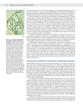 38      Alberts, Johnson, Lewis, Raff, Roberts & Walter



                                           veniente para a genética – os cromossomos gigantes, com a aparência bandeada caracterís-
                                           tica, que são visíveis em algumas de suas células (Figura 1-49). As alterações específicas na
                                           informação hereditária, manifestadas em famílias de moscas mutantes, foram correlaciona-
                                           das precisamente à perda ou à alteração de bandas específicas nos cromossomos gigantes.
                                                Mais recentemente, a Drosophila, mais que qualquer outro organismo, tem nos mostra-
                                           do como traçar a série de causas e de efeitos das instruções genéticas codificadas pelo DNA
                                           cromossomal para a estrutura do corpo multicelular adulto. Os mutantes de Drosophila, com
                                           partes do corpo estranhamente colocadas em lugares errados ou fora dos padrões, fornece-
                                           ram a chave para a identificação e a caracterização dos genes necessários para construir o
                                           corpo corretamente estruturado, com intestino, membros, olhos e todas as outras partes em
                                           seus lugares corretos. Uma vez que esses genes de Drosophila foram sequenciados, os geno-
                                           mas de vertebrados puderam ser examinados cuidadosamente em busca de homólogos, os
                                           quais foram encontrados e tiveram suas funções testadas em vertebrados, analisando-se ra-
                                           tos cujos respectivos genes tinham sido mutados. Os resultados, como veremos mais adiante
                                           neste livro, revelam um grau extraordinário de similaridade nos mecanismos moleculares
                                           do desenvolvimento de insetos e vertebrados.
                                                A maioria das espécies de organismos vivos conhecidos é de insetos. Mesmo que a Dro-
                                  20 ␮m
                                           sophila não tivesse nada em comum com os vertebrados, mas somente com os insetos, ela
                                           ainda seria um importante modelo de organismo. Contudo, se entender a genética molecu-
Figura 1-49 Cromossomos gigantes           lar de vertebrados é a meta, por que simplesmente não se ataca o problema de frente? Por
das células de glândulas salivares de      que aproximar-se silenciosamente, por meio de estudos indiretos em Drosophila?
Drosophila. Devido a muitos ciclos de           A Drosophila necessita somente de nove dias para evoluir do ovo a um adulto; é vas-
replicação do DNA terem ocorrido sem       tamente mais fácil e barato criá-la do que qualquer vertebrado, e seu genoma é muito
a intervenção da divisão celular, cada
                                           menor – aproximadamente 170 milhões pares de nucleotídeos, em comparação com os 3
um dos cromossomos nessas células
incomuns contém mais de mil molécu-        bilhões e 200 milhões em humanos. O genoma de Drosophila codifica aproximadamente
las de DNA idênticas, todas alinhadas      14 mil proteínas, e os mutantes agora podem ser obtidos para cada gene basicamente.
em ordem. Isso as torna fáceis de se-      Mas há também uma outra forte razão pela qual os mecanismos genéticos que são difíceis
rem vistas à luz do microscópio, onde      de ser descobertos em vertebrados são, muitas vezes, prontamente revelados em uma
exibem um padrão de bandeamento            mosca. Isso está relacionado, como agora explicaremos, com a frequência de duplicação
característico e reproduzível. Bandas
                                           gênica, a qual é substancialmente maior em genomas de vertebrados que no genoma de
específicas podem ser identificadas
como a localização de genes especí-        mosca, o que provavelmente tem sido crucial para tornar os vertebrados as criaturas com-
ficos: uma mosca mutante com uma           plexas e sutis que são.
região do padrão de bandeamento
faltando mostra um fenótipo refletindo
a perda de genes naquela região. Os
                                           O genoma dos vertebrados é um produto de duplicações repetidas
genes que estão sendo transcritos em       Quase todo gene no genoma de vertebrados possui parálogos – outros genes no mesmo ge-
altas taxas correspondem a bandas com
                                           noma que estão inconfundivelmente relacionados e que devem ter surgido por duplicação
aparência de pufes. As bandas coloridas
em castanho-escuro na micrografia são      gênica. Em muitos casos, um grupo inteiro de genes está intimamente relacionado a gru-
sítios onde uma proteína reguladora em     pos similares presentes em qualquer outro lugar no genoma, sugerindo que os genes fo-
particular está ligada ao DNA. (Cortesia   ram duplicados em grupos ligados, e não como indivíduos isolados. De acordo com uma
de B. Zink e R. Paro, de R. Paro, Trends   hipótese, em um estágio inicial da evolução dos vertebrados, o genoma inteiro sofreu duas
Genet. 6:416-421, 1990. Com permissão      duplicações sucessivas, dando origem a quatro cópias de cada gene. Em alguns grupos de
de Elsevier.)                              vertebrados, como os peixes da família do salmão e da carpa (incluindo o peixe-zebra, um
                                           popular animal de pesquisa), foi sugerido que houve ainda outra duplicação, criando uma
                                           multiplicidade óctupla de genes.
                                                O curso preciso da evolução do genoma dos vertebrados permanece incerto, pois mui-
                                           tas outras mudanças evolutivas ocorreram desde os primeiros eventos. Genes que já foram
                                           idênticos divergiram; muitas das cópias gênicas foram perdidas por mutações disruptivas;
                                           alguns têm passado por adicionais rodadas de duplicação local; e o genoma, em cada ramo
                                           da árvore genealógica da família de vertebrados, tem sofrido repetidos rearranjos, rompen-
                                           do a maioria das disposições originais dos genes. A comparação cuidadosa da disposição
                                           gênica em dois organismos relacionados, como o humano e o rato, revela que – na escala
                                           de tempo de evolução dos vertebrados – os cromossomos frequentemente fundem e frag-
                                           mentam para mover grandes blocos de sequências de DNA por toda a parte. Na verdade, é
                                           possível, como discutiremos no Capítulo 7, que a presente situação de acontecimentos seja
                                           o resultado de muitas duplicações separadas de fragmentos do genoma, e não da duplicação
                                           do genoma como um todo.
                                                Entretanto, não há dúvidas de que tais duplicações de todo o genoma ocorrem de tem-
                                           pos em tempos na evolução, pois podemos encontrar exemplos recentes nos quais grupos
                                           duplicados de cromossomos ainda são claramente identificáveis como tais. O gênero de
 
