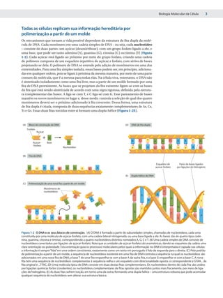 Biologia Molecular da Célula            3


Todas as células replicam sua informação hereditária por
polimerização a partir de um molde
Os mecanismos que tornam a vida possível dependem da estrutura de fita dupla da molé-
cula de DNA. Cada monômero em uma cadeia simples de DNA – ou seja, cada nucleotídeo
– consiste de duas partes: um açúcar (desoxirribose), com um grupo fosfato ligado a ele, e
uma base, que pode ser tanto adenina (A), guanina (G), citosina (C) ou timina (T) (Figura
1-2). Cada açúcar está ligado ao próximo por meio do grupo fosfato, criando uma cadeia
de polímero composta de um esqueleto repetitivo de açúcar e fosfato, com séries de bases
projetando-se dela. O polímero de DNA se estende pela adição de monômeros em uma das
extremidades. Para uma fita simples isolada, essas bases podem ser, em princípio, adiciona-
das em qualquer ordem, pois se ligam à próxima da mesma maneira, por meio de uma parte
comum da molécula, que é a mesma para todas elas. Na célula viva, entretanto, o DNA não
é sintetizado isoladamente como uma fita livre, mas a partir de um molde formado por uma
fita de DNA preexistente. As bases que se projetam da fita existente ligam-se com as bases
da fita que está sendo sintetizada de acordo com uma regra rigorosa, definida pela estrutu-
ra complementar das bases: A liga-se com T, e C liga-se com G. Esse pareamento de bases
mantém os novos monômeros no lugar e, desse modo, controla a seleção de qual dos quatro
monômeros deverá ser o próximo adicionado à fita crescente. Dessa forma, uma estrutura
de fita dupla é criada, composta de duas sequências exatamente complementares de As, Cs,
Ts e Gs. Essas duas fitas torcidas entre si formam uma dupla-hélice (Figura 1-2E).



 (A)    Bloco de construção de DNA                                                 (D)   DNA de ﬁta dupla
       Fosfato
                 Açúcar

                       +       G
                                                                                                 C       T                       C                 T
                                                 G                                       A                     G         G           A      A              G
            Açúcar-           Base
            -fosfato
                                           Nucleotídeo                                   T       G       A     C         C       G   T      T      A       C


 (B)    Fita de DNA


                                                                                                                Esqueleto de           Pares de bases ligados
        G              A           A         G       G                   A                                     açúcar-fosfato        por ligações de hidrogênio
                 T                     C                 T       C

                                                                                   (E)   Dupla-hélice de DNA


 (C)    Polimerização de uma nova ﬁta a partir de um molde
                          Monômeros de
                          nucleotídeos                                                                                       C
                                                                                             C       A   T         A
                                                     C
                                                                     A                                                           G
                                                                                                         A                                                 T
                                             G
                                                                                                                             G
                                                                         G




                                                             C                                                                       G
                                                                                                     T                                                 G
        C        A        T        T                                                         G
                                                                                                                                 C
                                                                                                                                            A          C   A
        G        T     A           A   C     G       G   T       C       A                                                           C




Figura 1-2 O DNA e os seus blocos de construção. (A) O DNA é formado a partir de subunidades simples, chamadas de nucleotídeos, cada uma
constituída por uma molécula de açúcar-fosfato, com uma cadeia lateral nitrogenada, ou uma base ligada a ela. As bases são de quatro tipos (ade-
nina, guanina, citosina e timina), correspondendo a quatro nucleotídeos distintos nomeados A, G, C e T. (B) Uma cadeia simples de DNA consiste de
nucleotídeos conectados por ligações de açúcar-fosfato. Note que as unidades de açúcar-fosfato são assimétricas, dando ao esqueleto da cadeia uma
clara orientação ou polaridade. Esta orientação guia os processos moleculares pelos quais a informação no DNA é interpretada e copiada nas células:
a informação é sempre “lida” em uma ordem consistente, exatamente como um texto em português é lido da esquerda para a direita. (C) Pelo padrão
de polimerização a partir de um molde, a sequência de nucleotídeos existente em uma fita de DNA controla a sequência na qual os nucleotídeos são
adicionados em uma nova fita de DNA; a base T de uma fita emparelha-se com a base A da outra fita, e a base G emparelha-se com a base C. A nova
fita tem uma sequência de nucleotídeos complementar à sequência velha e um esqueleto com direcionalidade oposta: o correspondente a GTAA... da
fita original é ...TTAC. (D) Uma molécula típica de DNA consiste em duas destas fitas complementares. Os nucleotídeos dentro de cada fita são unidos
por ligações químicas fortes (covalentes); os nucleotídeos complementares de fitas opostas são mantidos juntos mais fracamente, por meio de liga-
ções de hidrogênio. (E) As duas fitas sofrem torção, em torno uma da outra, formando uma dupla-hélice – uma estrutura robusta que pode acomodar
qualquer sequência de nucleotídeos sem alterar sua estrutura básica.
 