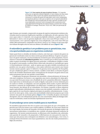 Biologia Molecular da Célula   39


                        Figura 1-50 Duas espécies de sapos do gênero Xenopus. O X. tropicalis,
                        acima, tem um genoma ordinário diploide; o X. laevis, abaixo, tem duas vezes
                        mais DNA por célula. A partir dos padrões de bandeamento de seus cro-
                        mossomos e o arranjo dos genes ao longo deles, assim como comparações
                        de sequências gênicas, é claro que as espécies com um genoma abundante
                        têm evoluído por meio de duplicações de todo o genoma. Acredita-se que
                        essas duplicações ocorreram como consequência de cruzamentos entre
                        sapos ligeiramente divergentes da espécie Xenopus. (Cortesia de E. Amaya,
                        M. Offield e R. Grainger, Trends Gent. 14:253–255, 1998. Com permissão de
                        Elsevier.)



sapo Xenopus, por exemplo, compreende um grupo de espécies intimamente similares rela-
cionadas umas às outras por duplicações repetidas, ou triplicações, de todo o genoma. Entre
esses sapos estão o X. tropicalis, com um genoma diploide ordinário; a espécie comum de
laboratório X. laevis, com um genoma duplicado e duas vezes mais DNA por célula; e o X.
ruwenzoriensis, com o genoma original seis vezes reduplicado e seis vezes mais DNA por
célula (108 cromossomos, comparado com 36 em X. laevis, p. ex.). Estima-se que essas espé-
cies tenham divergido uma da outra nos últimos 120 milhões de anos (Figura 1-50).

A redundância genética é um problema para os geneticistas, mas
cria oportunidades para os organismos evoluírem
Sejam quais forem os detalhes da história evolutiva, está claro que a maioria dos genes no
genoma de vertebrados existe em várias versões que já foram idênticas. Os genes com paren-
tesco em geral continuam a ser funcionalmente invariáveis para vários propósitos. Esse fe-
nômeno é chamado de redundância genética. Para o cientista que se esforça para descobrir
todos os genes envolvidos em algum processo particular, a redundância complica a tarefa.
Se um gene A está mutado, e nenhum efeito é observado, não pode ser concluído que o gene
A é funcionalmente irrelevante – pode ser apenas que esse gene trabalhe normalmente em
paralelo com seus genes relacionados, e estes sejam suficientes para manter uma função
normal, mesmo quando o gene A é defectivo. No genoma menos repetitivo de Drosophila,
em que a duplicação gênica é menos comum, a análise é mais direta: as funções de genes
únicos são reveladas diretamente pelas consequências de mutações em genes únicos (um
avião monomotor para de voar quando o motor falha).
     A duplicação do genoma claramente tem permitido o desenvolvimento de formas de
vida mais complexas; ela fornece a um organismo uma reserva abundante de cópias gêni-
cas, que estão livres para mutar com a finalidade de servir a propósitos diferentes. Enquanto
uma cópia torna-se otimizada para ser usada no fígado, outra pode se tornar otimizada para
ser usada no cérebro, ou adaptada a um novo propósito. Desse modo, os genes adicionais
permitem o aumento da complexidade e da sofisticação. À medida que os genes assumem
novas funções, eles deixam de ser redundantes. No entanto, enquanto os genes adquirem
papéis especializados individualmente, muitas vezes eles também continuam a realizar al-
guns aspectos de suas funções originais principais em paralelo, redundantemente. A muta-
ção de um único gene, então, causa uma anormalidade relativamente pequena que revela
somente uma parte da sua função gênica (Figura 1-51). As famílias de genes com funções
divergentes, mas com sobreposição parcial, são uma característica difusa da biologia mole-
cular de vertebrados, sendo encontradas repetidamente neste livro.

O camundongo serve como modelo para os mamíferos
Os mamíferos tipicamente têm três ou quatro vezes mais genes do que a Drosophila, um
genoma que é 20 vezes maior e que contém milhões, ou bilhões, de vezes mais células em
seu corpo adulto. Em termos de tamanho e de função de genoma, de biologia celular e de
mecanismos moleculares, os mamíferos são, contudo, um grupo altamente uniforme de
organismos. Até mesmo anatomicamente, as diferenças entre mamíferos são, sobretudo,
uma questão de tamanho e de proporções; é difícil pensar em uma parte do corpo hu-
mano que não possua uma contraparte em elefantes e em camundongos, e vice-versa. A
evolução brinca livremente com traços quantitativos, mas ela não muda prontamente a
lógica da estrutura.
 