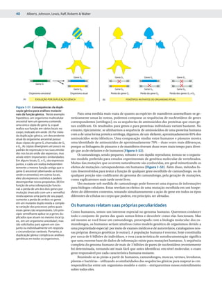 40         Alberts, Johnson, Lewis, Raff, Roberts & Walter




                                             Gene G1                      Gene G1                Gene G1                    Gene G1

                 Gene G

                                             Gene G2                      Gene G2                Gene G2                    Gene G2
            Organismo ancestral            Organismo atual             Perda do gene G1       Perda do gene G2      Perda dos genes G1 e G2

     (A)         EVOLUÇÃO POR DUPLICAÇÃO GÊNICA                  (B)                FENÓTIPOS MUTANTES DO ORGANISMO ATUAL


Figura 1-51 Consequências da dupli-
cação gênica para análises mutacio-
nais da função gênica. Neste exemplo            Para uma medida mais exata de quanto as espécies de mamíferos assemelham-se ge-
hipotético, um organismo multicelular      neticamente umas às outras, podemos comparar as sequências de nucleotídeos de genes
ancestral tem um genoma contendo           correspondentes (ortólogos), ou as sequências de aminoácidos das proteínas que esses ge-
uma única cópia do gene G, o qual          nes codificam. Os resultados para genes e para proteínas individuais variam bastante. No
realiza sua função em vários locais no
                                           entanto, tipicamente, se alinharmos a sequência de aminoácidos de uma proteína humana
corpo, indicado em verde. (A) Por meio
da duplicação gênica, um descendente       com a de uma forma proteica ortóloga, digamos, de um elefante, aproximadamente 85% dos
atual do organismo ancestral possui        aminoácidos serão idênticos. Uma comparação similar entre humanos e pássaros mostra
duas cópias do gene G, chamadas de G1      uma identidade de aminoácidos de aproximadamente 70% – duas vezes mais diferenças,
e G2. As cópias divergiram um pouco no     porque as linhagens de pássaros e de mamíferos tiveram duas vezes mais tempo para diver-
padrão de expressão e nas suas ativida-    gir que as de elefantes e de humanos (Figura 1-52).
des nos locais onde são expressas, mas          O camundongo, sendo pequeno, robusto e um rápido reprodutor, tornou-se o organis-
ainda retêm importantes similaridades.
Em alguns locais, G1 e G2 são expressos
                                           mo-modelo preferido para estudos experimentais de genética molecular de vertebrados.
juntos, e cada um realiza independen-      Muitas das mutações que ocorrem naturalmente são conhecidas, em geral mimetizando os
temente a mesma função antiga que o        efeitos de mutações correspondentes em humanos (Figura 1-53). Além disso, métodos fo-
gene G ancestral (alternando as listras    ram desenvolvidos para testar a função de qualquer gene escolhido de camundongo, ou de
verdes e amarelas); em outros locais,      qualquer porção não-codificante do genoma do camundongo, pela geração de mutações,
eles são expressos sozinhos e podem        como explicaremos mais tarde neste livro.
desempenhar novos propósitos. (B) Em
                                                Um mutante sob medida de camundongo pode fornecer uma riqueza de informações
função de uma sobreposição funcio-
nal, a perda de um dos dois genes por      para biólogos celulares. Estas revelam os efeitos de uma mutação escolhida em um hospe-
mutação (marcado com um x vermelho)        deiro de diferentes contextos, testando simultaneamente a ação do gene em todos os tipos
revela apenas uma parte de seu papel;      diferentes de células no corpo que podem, em princípio, ser afetadas.
somente a perda de ambos os genes
em um mutante duplo revela a comple-
ta variação dos processos pelos quais      Os humanos relatam suas próprias peculiaridades
esses genes são responsáveis. Um prin-
                                           Como humanos, temos um interesse especial no genoma humano. Queremos conhecer
cípio semelhante aplica-se a genes du-
plicados que atuam no mesmo local (p.      todo o conjunto de partes das quais somos feitos e descobrir como elas funcionam. Mas
ex., em um organismo unicelular), mas      até mesmo se você fosse um camundongo, preocupado com a biologia molecular dos ca-
são solicitados para agirem em con-        mundongos, os humanos seriam atrativos como modelo genético de organismos devido a
junto ou individualmente em resposta       uma propriedade especial: por meio de exames médicos e de autorrelatos, catalogamos nos-
a circunstâncias variáveis. Portanto, a    sas próprias doenças genéticas (e outras). A população humana é enorme, hoje constituída
duplicação gênica complica as análises     por cerca de 6 bilhões de indivíduos, e essa característica de autodocumentação significa
genéticas em todos os organismos.
                                           que uma enorme base de dados de informação existe para mutações humanas. A sequência
                                           completa do genoma humano de mais de 3 bilhões de pares de nucleotídeos recentemente
                                           foi determinada, tornando até mais fácil que antes identificar, em nível molecular, o exato
                                           gene responsável por cada característica humana mutante.
                                                Reunindo-se as pistas a partir de humanos, camundongos, moscas, vermes, leveduras,
                                           plantas e bactérias – utilizando as similaridades das sequências gênicas para mapear as cor-
                                           respondências entre um organismo-modelo e outro – enriquecemos nosso entendimento
                                           sobre todos eles.
 