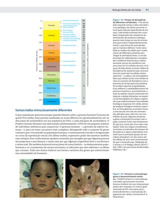 Biologia Molecular da Célula         41


                                                                    Humano/chimpanzé     100                                                           Figura 1-52 Tempos de divergência
                                                0
                                                                                                                                                       de diferentes vertebrados. A escala do
                                                                    Humano/orangotango    98
                                                      Terciário     Camundongo/rato       84                                                           lado esquerdo mostra a data estimada e
                                                                    Gato/cachorro         86                                                           a era geológica do último ancestral co-
                                               50
                                                                    Porco/baleia          77                                                           mum para cada par especificado de ani-
                                                                    Porco/ovelha          87                                                           mais. Cada tempo estimado tem como
                                                      Cretáceo      Humano/coelho         82                                                           base comparações das sequências de
                                               100
                                                                    Humano/elefante       83
                                                                    Humano/camundongo     89                                                           aminoácidos de proteínas ortólogas;
                                                                    Humano/preguiça       81                                                           quanto mais tempo um par de animais
                                               150                                                                                                     teve para evoluir independentemente,




                                                                                               % de aminoácidos idênticos na cadeia ␣ da hemoglobina
                                                      Jurássico     Humano/canguru        81                                                           menor o percentual de aminoácidos
                                                                                                                                                       que se manteve idêntico. Foram calcu-
                                               200                                                                                                     ladas as médias dos dados para muitas
                    Tempo em milhões de anos




                                                      Triássico     Pássaro/crocodilo     76                                                           classes de diferentes proteínas para
                                                                                                                                                       chegar às estimativas finais, e a escala
                                               250
                                                      Permiano                                                                                         de tempo foi calibrada para correspon-
                                                                    Humano/lagarto        57                                                           der à evidência fóssil de que o último
                                               300                                                                                                     ancestral comum de mamíferos e de
                                                                    Humano/galinha        70                                                           aves viveu há 310 milhões de anos. As fi-
                                                     Carbonífero
                                                                                                                                                       guras do lado direito mostram dados da
                                               350                                                                                                     divergência de sequência para uma pro-
                                                                    Humano/sapo           56
                                                                                                                                                       teína em particular (escolhida arbitra-
                                                     Devoniano
                                                                                                                                                       riamente) – a cadeia ␣ da hemoglobina.
                                               400                                                                                                     Note que embora exista uma tendência
                                                      Siluriano                                                                                        clara no aumento da divergência com o
                                                                                                                                                       aumento do tempo para essa proteína,
                                               450                  Humano/atum           55                                                           há também algumas irregularidades.
                                                     Ordoviciano                                                                                       Estas refletem a variabilidade dentro do
                                                                                                                                                       processo evolutivo e, provavelmente, a
                                               500
                                                                                                                                                       ação da seleção natural conduzindo em
                                                     Cambriano                                                                                         especial a rápidas alterações na sequên-
                                                                    Humano/tubarão        51
                                               550
                                                                                                                                                       cia da hemoglobina em alguns organis-
                                                     Proterozoico   Humano/lampreia       35                                                           mos que experimentaram necessidades
                                                                                                                                                       fisiológicas especiais. Em média, dentro
                                                                                                                                                       de qualquer linhagem evolutiva especí-
                                                                                                                                                       fica, as hemoglobinas acumulam trocas
Somos todos minuciosamente diferentes                                                                                                                  a uma taxa de cerca de seis aminoáci-
O que exatamente queremos propor quando falamos sobre o genoma humano? Genoma de                                                                       dos alterados para cada cem, em cem
                                                                                                                                                       milhões de anos. Algumas proteínas,
quem? Em média, duas pessoas analisadas ao acaso diferem em aproximadamente um ou
                                                                                                                                                       sujeitas a limitações funcionais mais rí-
dois pares de nucleotídeos em sua sequência de DNA, a cada mil pares de nucleotídeos. O                                                                gidas, evoluem muito mais lentamente
Projeto Genoma Humano tem selecionado arbitrariamente o DNA de um pequeno número                                                                       do que isso, outras até cinco vezes mais
de indivíduos anônimos para sequenciar. O genoma humano – o genoma da espécie hu-                                                                      rápido. Tudo isso origina consideráveis
mana – é, para ser exato, um pouco mais complexo, abrangendo todo o conjunto de genes                                                                  incertezas na estimativa dos tempos de
variantes que é encontrado na população humana, e continuamente trocado e reorganizado                                                                 divergência, e alguns especialistas acre-
                                                                                                                                                       ditam que os principais grupos de ma-
no curso da reprodução sexual. Em última análise, esperamos poder documentar também
                                                                                                                                                       míferos divergiram uns dos outros até
essa variação. Esse conhecimento ajudará a entender, por exemplo, por que algumas pessoas                                                              60 milhões de anos mais recentemente
são propensas a uma doença, e outras não; por que algumas respondem bem a um fármaco                                                                   do que é mostrado aqui. (Adaptada de
e outras mal. Ele também fornecerá novas pistas da nossa história – os deslocamentos popu-                                                             S. Kumar e S. B. Hedges, Nature 392:917-
lacionais e os cruzamentos de nossos ancestrais, as infecções que eles sofreram e as dietas                                                            920, 1998. Com permissão de Macmillan
que comiam. Tudo isso deixou indícios nas formas variantes dos genes que sobreviveram                                                                  Publishers Ldt.)
nas comunidades de humanos.




                                                                                                                                                       Figura 1-53 Humano e camundongo:
                                                                                                                                                       genes e desenvolvimento simila-
                                                                                                                                                       res. O bebê humano e o camundongo
                                                                                                                                                       mostrados aqui possuem manchas
                                                                                                                                                       brancas similares nas suas testas porque
                                                                                                                                                       ambos têm mutações no mesmo gene
                                                                                                                                                       (chamado de Kit), necessário para o
                                                                                                                                                       desenvolvimento e a manutenção do
                                                                                                                                                       pigmento das células. (Cortesia de R. A.
                                                                                                                                                       Fleischman.)
 
