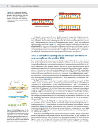 4      Alberts, Johnson, Lewis, Raff, Roberts & Walter



Figura 1-3 O processo de cópia da                                                       Fita-molde
informação genética pela replicação
do DNA. Neste processo, as duas fitas
de uma dupla-hélice de DNA são se-
paradas, e cada uma serve como um
molde para a síntese de uma nova fita                                                   Fita nova
complementar.
                                                                                        Fita nova

                                                  Dupla-hélice de DNA parental



                                                                                        Fita-molde




                                                 As ligações entre os pares de bases são fracas quando comparadas às ligações açúcar-
                                            fosfato, permitindo que as duas fitas de DNA sejam separadas sem que ocorram danos aos
                                            seus esqueletos. Sendo assim, cada fita pode servir de molde, da maneira descrita a pouco,
                                            para a síntese de uma nova fita de DNA complementar a si própria – isto é, uma nova cópia
                                            da informação hereditária (Figura 1-3). Em diferentes tipos de células, este processo de re-
                                            plicação de DNA ocorre em diferentes velocidades, com diferentes controles para iniciá-lo
                                            ou interrompê-lo, e diferentes moléculas auxiliares que ajudam durante o processo. Contu-
                                            do, os princípios básicos são universais: o DNA é o depósito das informações, e a polimeriza-
                                            ção a partir de um molde é a maneira pela qual estas informações são copiadas.

                                            Todas as células transcrevem partes da informação hereditária em
                                            uma mesma forma intermediária (RNA)
                                            Para cumprir a função de armazenamento de informação, o DNA deve ser capaz de fazer
                                            mais do que cópias de si mesmo. Ele também deve expressar sua informação, permitindo
                                            que esta guie a síntese de outras moléculas na célula. O mesmo mecanismo ocorre em to-
                                            dos os organismos vivos, levando primeiro, e acima de tudo, à produção de duas outras
                                            classes-chave de polímeros: RNAs e proteínas. O processo (discutido em detalhe nos Capí-
                                            tulos 6 e 7) começa com uma polimerização a partir de um molde chamada de transcrição,
                                            na qual segmentos da sequência de DNA são usados como moldes para guiar a síntese de
                                            moléculas menores intimamente relacionadas – polímeros de ácido ribonucleico, ou RNA.
                                            Em seguida, em um processo mais complexo de tradução, muitas dessas moléculas de RNA
                                            direcionam a síntese de polímeros pertencentes a uma classe química radicalmente dife-
                                            rente – as proteínas (Figura 1-4).
            Síntese de RNA                       No RNA, o esqueleto é formado por um açúcar ligeiramente diferente daquele do DNA
              (replicação)
                                            – ribose em vez de desoxirribose –, e uma das quatro bases também é um pouco diferente
                                   DNA      – uracila (U) no lugar de timina (T); mas as três outras bases – A, C e G – são as mesmas, e
                                            todos os quatro pares de bases se pareiam com suas contrapartes complementares no DNA
                                            – A, U, C e G do RNA com T, A, G e C do DNA, respectivamente. Durante a transcrição, os
                                            monômeros de RNA são alinhados e selecionados para a polimerização a partir de uma fita-
                  Síntese de RNA
                  (transcrição)             molde de DNA da mesma forma que os monômeros de DNA são selecionados durante a
                                            replicação. Como consequência, tem-se uma molécula de polímero cuja sequência de nu-
                                   RNA      cleotídeos representa fielmente uma parte da informação genética da célula, embora escrita
                                            em um alfabeto ligeiramente diferente, consistindo de monômeros de RNA ao invés de mo-
                  Síntese de proteína
                                            nômeros de DNA.
                  (tradução)                     O mesmo segmento de DNA pode ser usado repetidamente para guiar a síntese de mui-
                               PROTEÍNA
                                            tos transcritos de RNA idênticos. Assim, enquanto o arquivo de informação genética da cé-
                                            lula na forma de DNA é fixo e inviolável, os transcritos de RNA são produzidos em massa e
       Aminoácidos
                                            descartáveis (Figura 1-5). Como poderemos ver, estes transcritos funcionam como inter-
                                            mediários na transferência da informação genética: eles atuam principalmente como RNA
Figura 1-4 Do DNA à proteína. A infor-      mensageiro (mRNA) para guiar a síntese de proteínas, de acordo com as instruções genéti-
mação genética é lida e processada em       cas armazenadas no DNA.
duas etapas. Primeiro, na transcrição, os        As moléculas de RNA possuem estruturas distintas que também podem conferir-lhes
segmentos de uma sequência de DNA           outras características químicas especializadas. Sendo de fita simples, os seus esqueletos são
são usados para guiar a síntese de mo-
léculas de RNA. Depois, na tradução, as
                                            flexíveis, podendo dobrar sobre si mesmos para permitir que uma parte da molécula forme
moléculas de RNA são usadas para guiar      ligações fracas com outra parte dessa mesma molécula. Isso acontece quando os seguimen-
a síntese de moléculas de proteínas.        tos da sequência são localmente complementares: um segmento ...GGGG..., por exemplo,
 