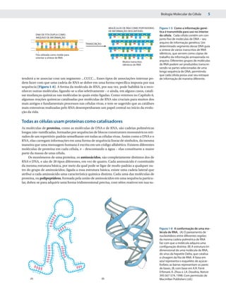 Biologia Molecular da Célula            5


                                                                                 MOLÉCULAS DE RNA COMO PORTADORAS   Figura 1-5 Como a informação gené-
                                                                                 DE INFORMAÇÃO DESCARTÁVEL          tica é transmitida para uso no interior
           DNA DE FITA DUPLA COMO                                                                                   da célula. Cada célula contém um con-
           ARQUIVO DE INFORMAÇÃO
                                                                                                                    junto fixo de moléculas de DNA – seu
                                                             TRANSCRIÇÃO                                            arquivo de informação genética. Um
                                                                                                                    determinado segmento desse DNA guia
                                                                                                                    a síntese de vários transcritos de RNA
           Fita utilizada como molde para
                                                                                                                    idênticos, que servem como cópias de
           orientar a síntese de RNA                                                                                trabalho da informação armazenada no
                                                                                          Muitos transcritos        arquivo. Diferentes grupos de moléculas
                                                                                          idênticos de RNA          de RNA podem ser produzidos transcre-
                                                                                                                    vendo-se partes selecionadas de uma
                                                                                                                    longa sequência de DNA, permitindo
                                                                                                                    que cada célula possa usar seu estoque
tenderá a se associar com um segmento ...CCCC... Esses tipos de associações internas po-                            de informação de maneira diferente.
dem fazer com que uma cadeia de RNA se dobre em uma forma específica imposta por sua
sequência (Figura 1-6). A forma da molécula de RNA, por sua vez, pode habilitá-la a reco-
nhecer outras moléculas, ligando-se a elas seletivamente – e ainda, em alguns casos, catali-
sar mudanças químicas nas moléculas às quais estão ligadas. Como veremos no Capítulo 6,
algumas reações químicas catalisadas por moléculas de RNA são cruciais para muitos dos
mais antigos e fundamentais processos nas células vivas, e tem-se sugerido que as catálises
mais extensivas realizadas pelo RNA desempenharam um papel central no início da evolu-
ção da vida.

Todas as células usam proteínas como catalisadores
As moléculas de proteína, como as moléculas de DNA e de RNA, são cadeias poliméricas
longas não-ramificadas, formadas por sequências de blocos construtores monoméricos reti-
rados de um repertório-padrão semelhante em todas as células vivas. Assim como o DNA e o
RNA, elas carregam informações em uma forma de sequência linear de símbolos, da mesma
maneira que uma mensagem humana é escrita em um código alfabético. Existem diferentes
moléculas de proteína em cada célula, e – descontando a água – elas constituem a maior
parte da massa de uma célula.
      Os monômeros de uma proteína, os aminoácidos, são completamente distintos dos de
RNA e DNA, e são de 20 tipos diferentes, em vez de quatro. Cada aminoácido é constituído
da mesma estrutura básica, por meio da qual pode se ligar de modo-padrão a qualquer ou-
tro do grupo de aminoácidos; ligada a essa estrutura básica, existe uma cadeia lateral que
atribui a cada aminoácido uma característica química distinta. Cada uma das moléculas de
proteína, ou polipeptídeos, formada pela união de aminoácidos em uma sequência particu-
lar, dobra-se para adquirir uma forma tridimensional precisa, com sítios reativos em sua su-




                           G
                          C
                         A        C
                        U        G
                                U
                       G       A
                               C
                                      G




                       C
                                U




                               G
                                 A
                                  U




                                                                                                                    Figura 1-6 A conformação de uma mo-
                                      C




                                                                                                                    lécula de RNA. (A) O pareamento de
                                      A
                                        U
                                  A




                                                                                                                    nucleotídeos entre diferentes regiões
                                                                                                                    da mesma cadeia polimérica de RNA
                                                                                                                    faz com que a molécula adquira uma
                       A    U             U                                                                         configuração distinta. (B) A estrutura tri-
                       G    C    A        A
                       C    G     U       C                                                                         dimensional de uma molécula de RNA,
                       U          G       G
                       U    A      C       U                                                                        do vírus da hepatite Delta, que catalisa
                       A    A      A           A
                      A    U         U
                                                                                                                    a clivagem da fita de RNA. A faixa em
                      A    U                                                                                        azul representa o esqueleto de açúcar-
           C               U
               CC U                                AAA                                                              fosfato; as barras representam os pares
                                                                                                                    de bases. (B, com base em A.R. Ferré
                                                         U
       GGG
               A                                    UU                                                              D'Amaré, K. Zhou e J.A. Doudna, Nature
                                                                                                                    395:567-574, 1998. Com permissão de
     (A)                                                                   (B)                                      Macmillan Publishers Ltd.)
 