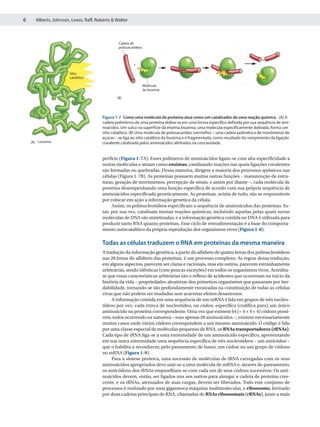 6     Alberts, Johnson, Lewis, Raff, Roberts & Walter



                                                 Cadeia de
                                                 polissacarídeos


                                                                                                                                 +
                                                          +

                       Sítio
                       catalítico

                                                                   Molécula
                                                                   de lisozima

                                                (B)




                                        Figura 1-7 Como uma molécula de proteína atua como um catalisador de uma reação química. (A) A
                                        cadeia polimérica de uma proteína dobra-se em uma forma específica definida por sua sequência de ami-
                                        noácidos. Um sulco na superfície da enzima lisozima, uma molécula especificamente dobrada, forma um
                                        sítio catalítico. (B) Uma molécula de polissacarídeo (vermelho) – uma cadeia polimérica de monômeros de
                                        açúcar – se liga ao sítio catalítico da lisozima e é fragmentada, como resultado do rompimento da ligação
    (A) Lisozima                        covalente catalisada pelos aminoácidos alinhados na concavidade.


                                        perfície (Figura 1-7A). Esses polímeros de aminoácidos ligam-se com alta especificidade a
                                        outras moléculas e atuam como enzimas, catalisando reações nas quais ligações covalentes
                                        são formadas ou quebradas. Dessa maneira, dirigem a maioria dos processos químicos nas
                                        células (Figura 1-7B). As proteínas possuem muitas outras funções – manutenção de estru-
                                        turas, geração de movimentos, percepção de sinais, e assim por diante –, cada molécula de
                                        proteína desempenhando uma função específica de acordo com sua própria sequência de
                                        aminoácidos especificada geneticamente. As proteínas, acima de tudo, são as responsáveis
                                        por colocar em ação a informação genética da célula.
                                             Assim, os polinucleotídeos especificam a sequência de aminoácidos das proteínas. Es-
                                        tas, por sua vez, catalisam muitas reações químicas, incluindo aquelas pelas quais novas
                                        moléculas de DNA são sintetizadas, e a informação genética contida no DNA é utilizada para
                                        produzir tanto RNA quanto proteínas. Esse ciclo de retroalimentação é a base do comporta-
                                        mento autocatalítico da própria reprodução dos organismos vivos (Figura 1-8).

                                        Todas as células traduzem o RNA em proteínas da mesma maneira
                                        A tradução da informação genética, a partir do alfabeto de quatro letras dos polinucleotídeos
                                        nas 20 letras do alfabeto das proteínas, é um processo complexo. As regras dessa tradução,
                                        em alguns aspectos, parecem ser claras e racionais, mas em outros, parecem estranhamente
                                        arbitrárias, sendo idênticas (com poucas exceções) em todos os organismos vivos. Acredita-
                                        se que essas características arbitrárias são o reflexo de acidentes que ocorreram no início da
                                        história da vida – propriedades aleatórias dos primeiros organismos que passaram por her-
                                        dabilidade, tornando-se tão profundamente enraizadas na constituição de todas as células
                                        vivas que não podem ser mudadas sem acarretar efeitos desastrosos.
                                             A informação contida em uma sequência de um mRNA é lida em grupos de três nucleo-
                                        tídeos por vez: cada trinca de nucleotídeo, ou códon, especifica (codifica para) um único
                                        aminoácido na proteína correspondente. Uma vez que existem 64 (= 4 × 4 × 4) códons possí-
                                        veis, todos ocorrendo na natureza – mas apenas 20 aminoácidos –, existem necessariamente
                                        muitos casos onde vários códons correspondem a um mesmo aminoácido. O código é lido
                                        por uma classe especial de moléculas pequenas de RNA, os RNAs transportadores (tRNAs).
                                        Cada tipo de tRNA liga-se a uma extremidade de um aminoácido específico, apresentando
                                        em sua outra extremidade uma sequência específica de três nucleotídeos – um anticódon –
                                        que o habilita a reconhecer, pelo pareamento de bases, um códon ou um grupo de códons
                                        no mRNA (Figura 1-9).
                                             Para a síntese proteica, uma sucessão de moléculas de tRNA carregadas com os seus
                                        aminoácidos apropriados deve unir-se a uma molécula de mRNA e, através do pareamento,
                                        os anticódons dos tRNAs emparelham-se com cada um de seus códons sucessivos. Os ami-
                                        noácidos devem, então, ser ligados uns aos outros para alongar a cadeia de proteína cres-
                                        cente, e os tRNAs, atenuados de suas cargas, devem ser liberados. Todo este conjunto de
                                        processos é realizado por uma gigantesca máquina multimolecular, o ribossomo, formado
                                        por duas cadeias principais de RNA, chamadas de RNAs ribossomais (rRNAs), junto a mais
 