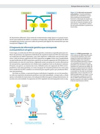 Biologia Molecular da Célula         7


                          Aminoácidos                                             Nucleotídeos                  Figura 1-8 A vida como um processo
                                                                                                                autocatalítico. Os polinucleotídeos
                                                                                                                (polímeros de nucleotídeos) e as pro-
                                                                                                                teínas (polímeros de aminoácidos)
                                                                                                                fornecem a informação da sequência e
                                                                                                                as funções catalíticas que servem – por
                                                                                                                meio de um conjunto complexo de rea-
                                                                                                                ções químicas – para efetuar a síntese
                                               Função              Informação
                                              catalítica          da sequência
                                                                                                                de mais polinucleotídeos e proteínas do
                                                                                                                mesmo tipo.


                            Proteínas                                            Polinucleotídeos




de 50 proteínas diferentes. Essa molécula evolutivamente antiga agarra-se à porção termi-
nal de uma molécula de mRNA e se desloca ao longo dela, capturando moléculas de tRNA
carregadas para formar uma nova cadeia de proteína pela ligação dos aminoácidos que elas
transportam (Figura 1-10).

O fragmento da informação genética que corresponde
a uma proteína é um gene
Como regra, as moléculas de DNA são muito grandes, contendo as especificações para mi-                          Figura 1-9 O RNA transportador. (A)
lhares de proteínas. Os segmentos individuais da sequência inteira de DNA são transcritos                       Uma molécula de tRNA específica para
em moléculas de mRNA separadas, com cada segmento codificando uma proteína dife-                                o aminoácido triptofano. Uma extre-
rente. Cada um desses segmentos de DNA representa um gene. Existe uma complexidade                              midade da molécula de tRNA possui
na qual moléculas de RNA transcritas a partir de um mesmo segmento de DNA podem ser                             triptofano ligado a ela, enquanto a
processadas em mais de uma forma, originando assim um grupo de versões alternativas                             outra extremidade apresenta a sequên-
                                                                                                                cia nucleotídica da trinca CCA (o seu
de uma proteína, especialmente em células mais complexas como as de plantas e animais.                          anticódon), que reconhece o códon do
Portanto, um gene é, na maioria das vezes, definido como um segmento de DNA corres-                             triptofano em moléculas de mRNAs. (B)
pondente a uma única proteína, ou como um grupo de variantes proteicas (ou como uma                             A estrutura tridimensional da molécula
única molécula de RNA catalítica ou estrutural para aqueles genes que produzem RNA,                             do tRNA triptofano. Note que o códon e
mas não proteínas).                                                                                             o anticódon em (A) estão na orientação
     Em todas as células, a expressão de genes individuais é regulada: em vez de manufatu-                      antiparalela, como as duas fitas em um
                                                                                                                DNA de dupla-hélice (ver Figura 1-2), de
rar todo seu repertório de possíveis proteínas com toda intensidade, o tempo todo, a célula
                                                                                                                tal maneira que a sequência do anticó-
ajusta a velocidade de transcrição e de tradução de diferentes genes independentemente, de                      don no tRNA é lida da direita para a es-
acordo com a necessidade. Os segmentos de DNA regulador são interespaçados entre os seg-                        querda, enquanto a do códon no mRNA
                                                                                                                é lida da esquerda para a direita.


                        Aminoácido
                        (triptofano)




Molécula
especíﬁca
de tRNA                       O tRNA
                              se liga
                             ao códon
                             no mRNA
            A   C   C


            Anticódon




                                          A     C    C
                                                           Pareamento de bases
                                          U     G    G


                                        Códon no mRNA                                               Anticódon

                             RESULTADO FINAL: O AMINOÁCIDO
  (A)                        É SELECIONADO PELO SEU CÓDON                                  (B)
 