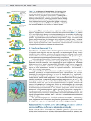 8     Alberts, Johnson, Lewis, Raff, Roberts & Walter


              Cadeia polipeptídica em crescimento      Figura 1-10 Um ribossomo em funcionamento. (A) O diagrama mostra
PASSO 1                             A entrada do       como um ribossomo se move ao longo de uma molécula de mRNA, cap-
                                    tRNA carregado
                                    com um
                                                       turando moléculas de tRNA, que combinam com os códons de mRNA e
                2
      1                 3     4     aminoácido         utilizando-as para unir aminoácidos à cadeia proteica. O mRNA especifica a
                                                       sequência de aminoácidos. (B) A estrutura tridimensional de um ribossomo
                                                       bacteriano (verde-claro e azul), movendo-se ao longo da molécula de mRNA
                        P     A
                    2   3     4                        (esferas laranja), com três moléculas de tRNA (amarelo, verde e rosa) em dife-
                                          mRNA
                                                       rentes estágios em seus processos de captura e de liberação. O ribossomo é
                                                       um conjunto gigantesco de mais de 50 proteínas individuais e moléculas de
                                                       RNA. (B, cortesia de Joachim Frank, Yanhong Li e Rajendra Agarwal.)
PASSO 2                           Duas subunidades
                        3
                                  do ribossomo
                2
      1                       4

                                                       mentos que codificam as proteínas, e essas regiões não-codificadoras ligam-se a moléculas
                    2
                        P     A                        especiais de proteínas que controlam a velocidade local de transcrição (Figura 1-11). Outros
                        3     4

                                                       DNAs não-codificadores também estão presentes, alguns deles servindo, por exemplo, como
                                                       uma pontuação, definindo onde começa e termina a informação para uma determinada
                                                       proteína. A quantidade e a organização dos DNAs reguladores e outros não-codificadores
PASSO 3
                                                       variam muito de uma classe de organismos para a outra, mas a estratégia básica é universal.
                2       3                              Dessa maneira, o genoma de uma célula – isto é, todas as informações genéticas contidas
      1                       4
                                                       em sua sequência completa de DNA – comanda não somente a natureza das proteínas da
          2                                            célula, mas também quando e onde elas serão sintetizadas.
                        3     4

                                                       A vida demanda energia livre
                                                       Uma célula viva é um sistema químico dinâmico operando distante do seu equilíbrio quími-
PASSO 4                                                co. Para uma célula crescer ou fazer uma nova célula a sua própria imagem, ela deve adquirir
                2       3
                                                       energia livre do seu ambiente, assim como da matéria-prima, para realizar as reações sintéti-
      1                       4                        cas necessárias. Esse consumo de energia livre é fundamental para a vida. Quando isso para,
                                                       a célula sofre um declínio no equilíbrio químico e em seguida morre.
                                                            A informação genética também é fundamental à vida. Existiria alguma conexão? A res-
                        3     4
                                                       posta é sim: a energia livre é necessária para a propagação da informação. Por exemplo, para
                                                       especificar um bit de informação – isto é, uma escolha de sim ou não entre duas alternativas
                                                       igualmente prováveis – gasta-se uma quantidade definida de energia livre que pode ser cal-
                                          Novo tRNA
PASSO 1
                                          trazendo o   culada. A relação quantitativa envolve um entendimento árduo e depende de uma definição
                2       3                   próximo    precisa do termo “energia livre” discutido no Capítulo 2. Entretanto, a ideia básica não é
                                                                                          ,
      1                                   aminoácido
                              4       5                difícil de se entender intuitivamente.
                                                            Imagine as moléculas de uma célula como um aglomerado de objetos dotados de ener-
                        3     4       5                gia termal, movendo-se ao redor violentamente ao acaso, colidindo umas com as outras.
                                                       Para especificar a informação genética – na forma de sequência de DNA, por exemplo –
                                                       as moléculas desse aglomerado em desordem devem ser capturadas, dispostas em uma
                                                       ordem definida por um molde preexistente, e unir-se de maneira estável. As ligações que
(A)
                                                       mantêm as moléculas em seu devido lugar no molde e as unem, devem ser fortes o sufi-
                                                       ciente para resistir ao efeito de desordem da termodinâmica. O processo é conduzido pelo
                                                       consumo de energia livre, que é necessário para assegurar que as ligações sejam feitas de
                                                       maneira correta e eficiente. No caso mais simples, as moléculas podem ser comparadas
                                                       a uma armadilha de molas carregada, pronta para adotar uma conformação mais estável
                                                       de menor energia quando encontra os seus parceiros apropriados; quando as moléculas
                                                       adotam esta conformação ligada, a sua energia disponível – energia livre –, assim como a
                                                       energia armazenada nas molas da armadilha, é liberada e dissipada como calor. Em uma
                                                       célula, os processos químicos que correspondem à transferência de informação são mais
                                                       complexos, mas o mesmo princípio básico é aplicado: a energia livre deve ser utilizada na
                                                       criação de ordem.
                                                            Para que a célula replique a sua informação genética de maneira fiel, e realmente faça
                                                       todas as suas moléculas complexas de acordo com as especificações corretas, ela necessita
                                                       de energia livre, a qual deve ser importada de seus arredores de alguma maneira.
(B)

                                                       Todas as células funcionam como fábricas bioquímicas que utilizam
                                                       os mesmos blocos moleculares básicos de construção
                                                       Devido ao fato de todas as células fabricarem DNA, RNA e proteínas, e por essas macromo-
                                                       léculas serem compostas por um mesmo grupo de subunidades básicas em todos os casos,
 