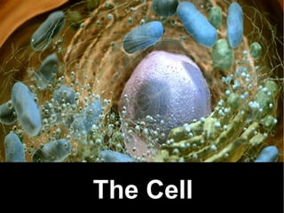 The Cell
 