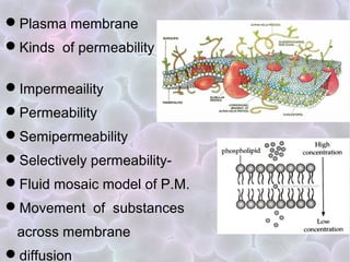 The cell | PPT
