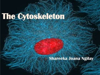 The Cytoskeleton
Shareeka Joana Ngilay
 