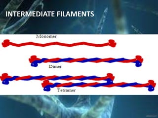 INTERMEDIATE FILAMENTS
 