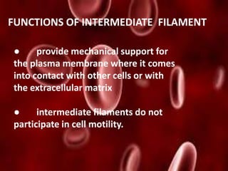FUNCTIONS OF INTERMEDIATE FILAMENT
● provide mechanical support for
the plasma membrane where it comes
into contact with other cells or with
the extracellular matrix
● intermediate filaments do not
participate in cell motility.
 