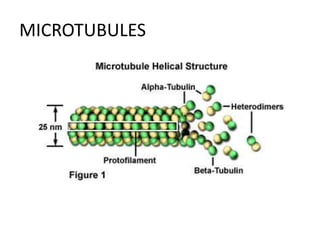 MICROTUBULES
 