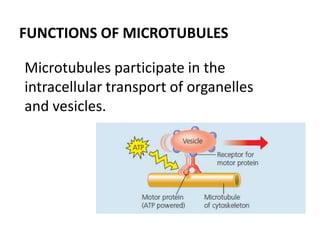 Microtubules participate in the
intracellular transport of organelles
and vesicles.
FUNCTIONS OF MICROTUBULES
 
