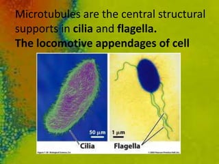 Microtubules are the central structural
supports in cilia and flagella.
The locomotive appendages of cell
 