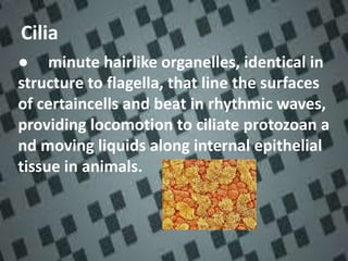 Cilia
● minute hairlike organelles, identical in
structure to flagella, that line the surfaces
of certaincells and beat in rhythmic waves,
providing locomotion to ciliate protozoan a
nd moving liquids along internal epithelial
tissue in animals.
 