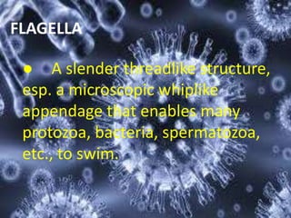 FLAGELLA
● A slender threadlike structure,
esp. a microscopic whiplike
appendage that enables many
protozoa, bacteria, spermatozoa,
etc., to swim.
 