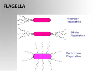 FLAGELLA
 