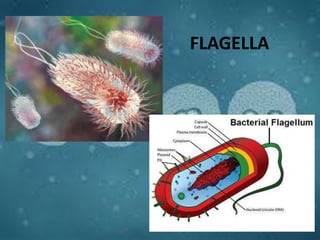 FLAGELLA
 